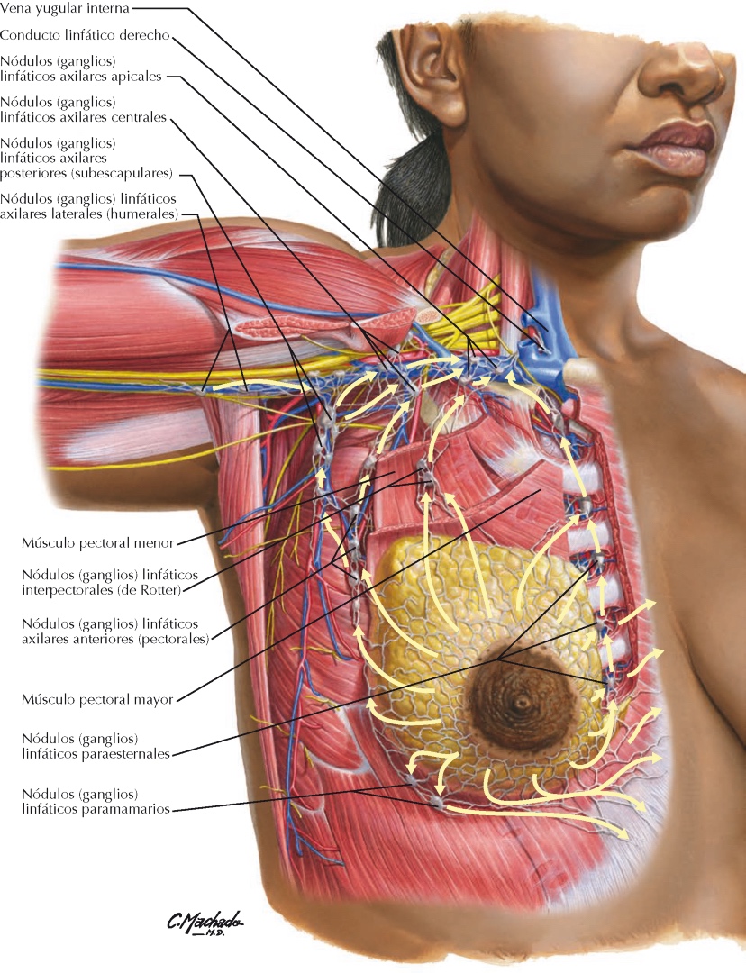 @Pasi&oacute;n por la Anatom&iacute;a
