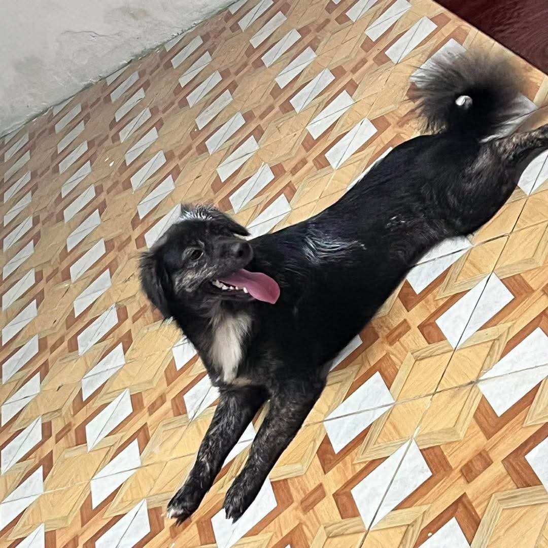 @MyanmarStreetAnimalProtection