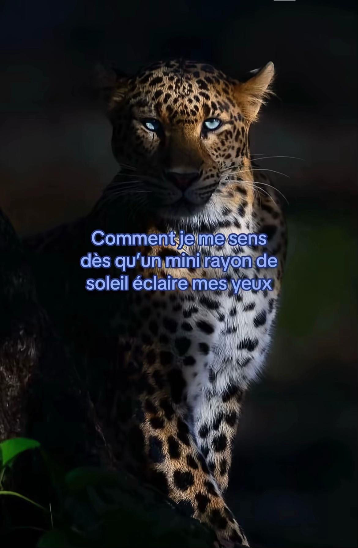 @la.y.eel