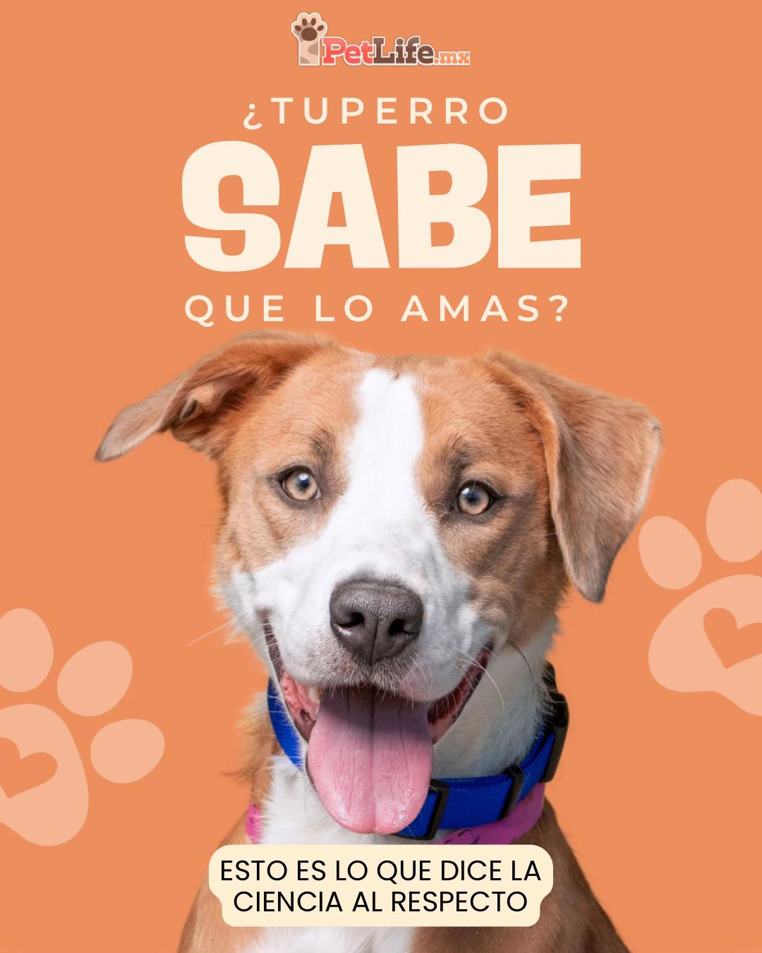 @Petlife