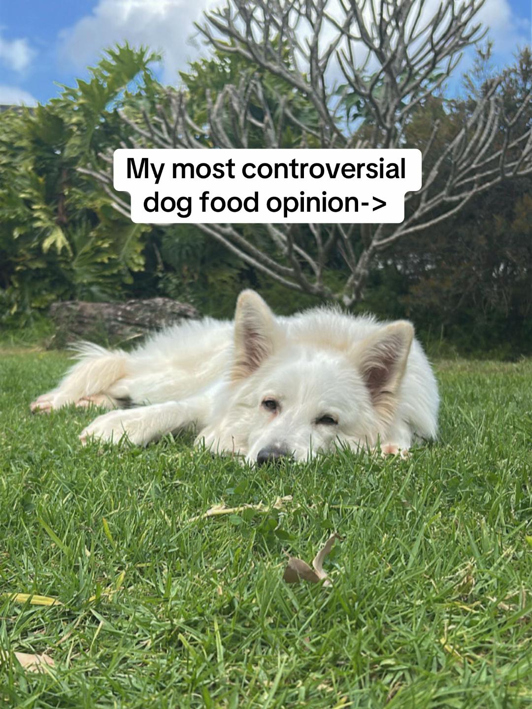 @Barksnbites