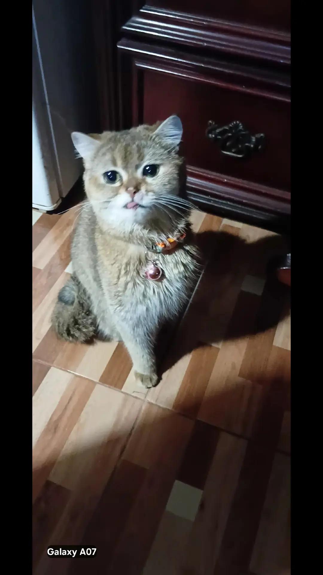 @Cat lover