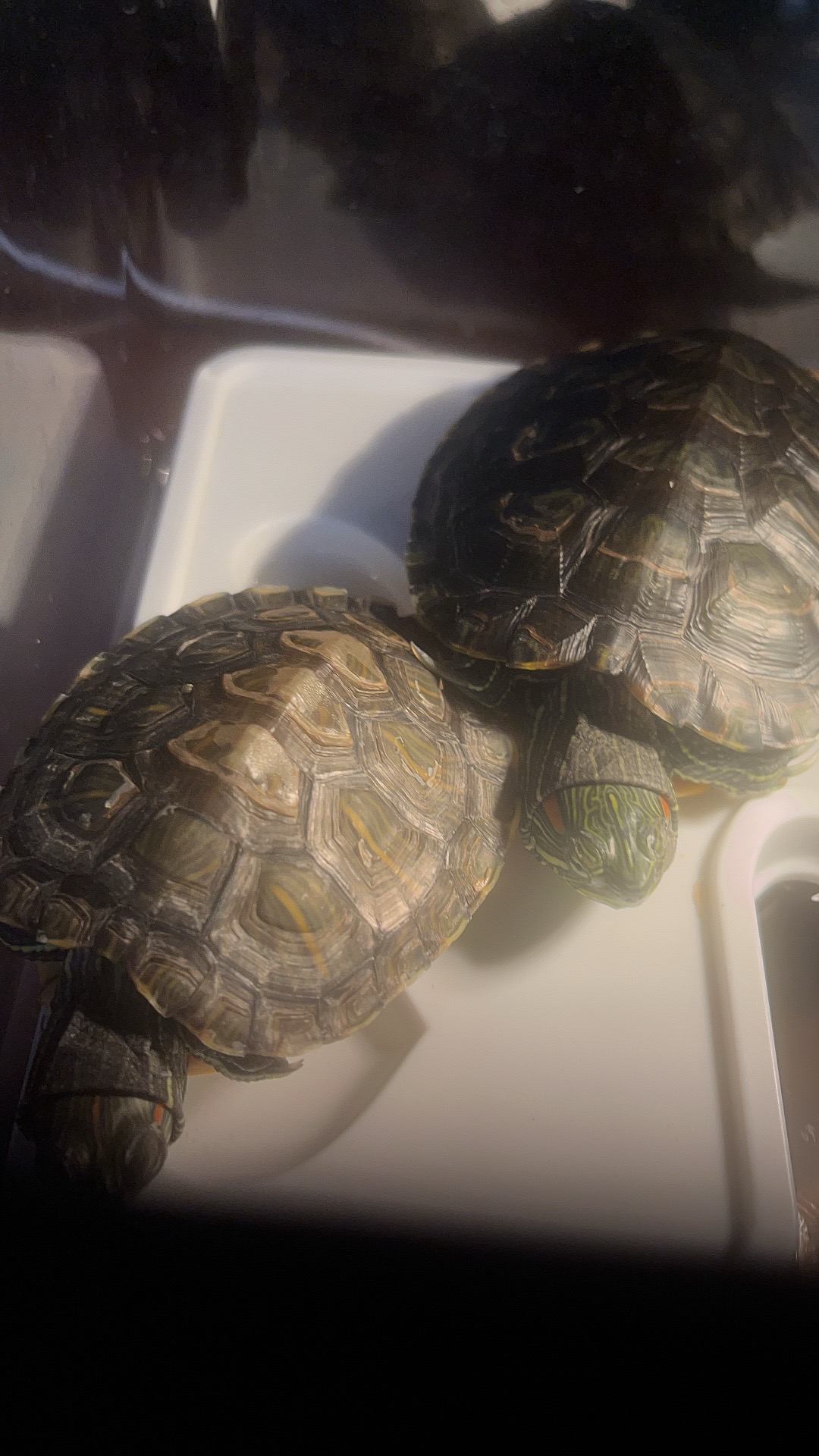@Larry and Mary turtles