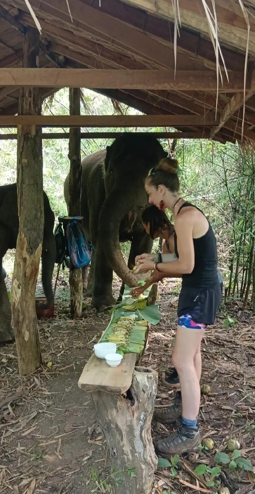 @LuangPrabang Elephant New Home