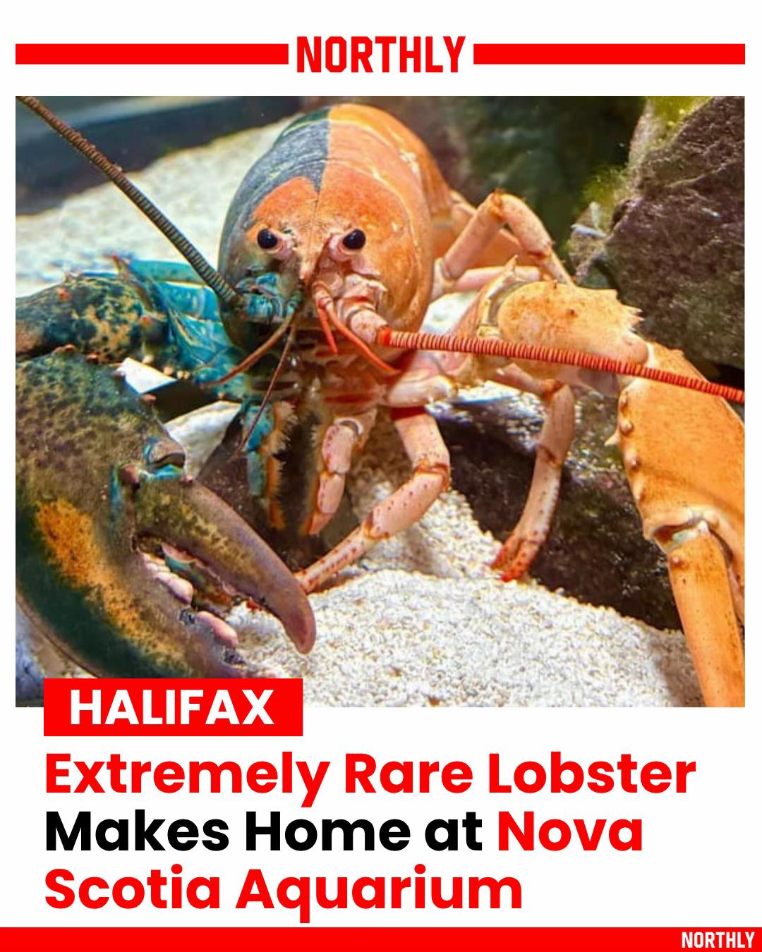 @northlyhalifax