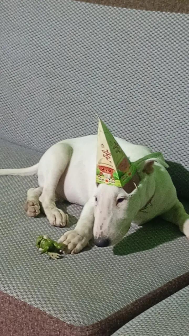 @Dana_clips🐶💚💙