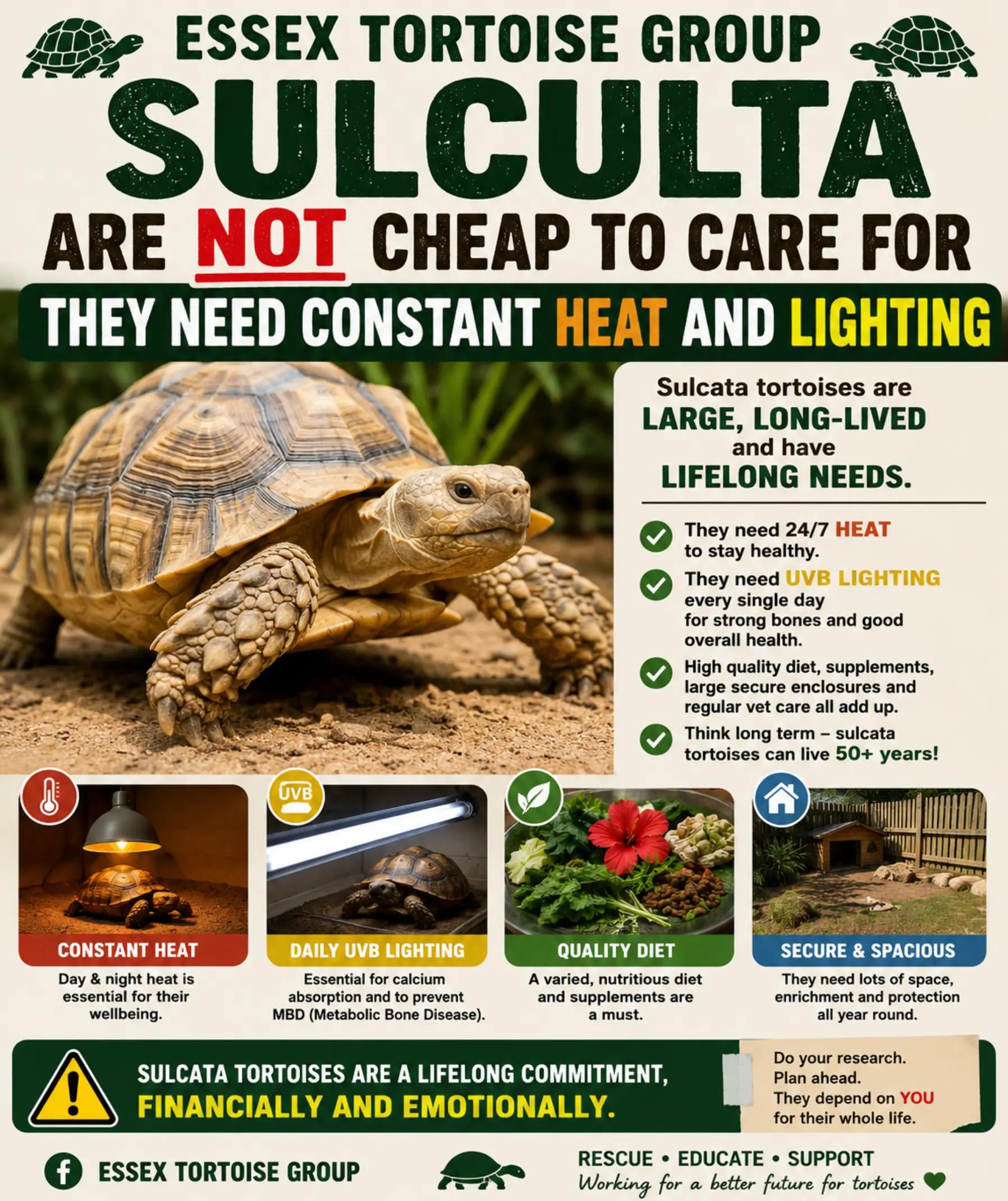 @essex tortoise group