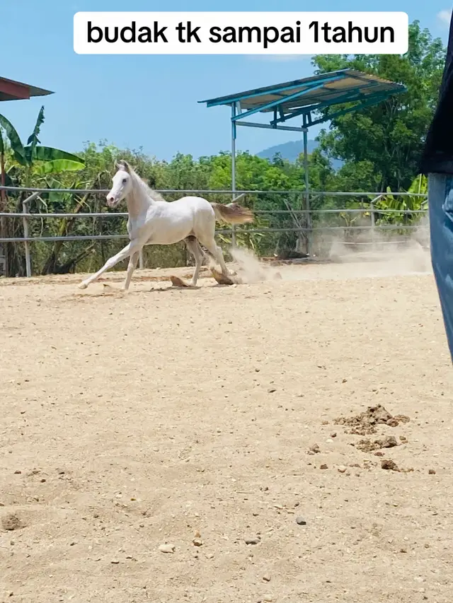 @Subdepo Arabian Park