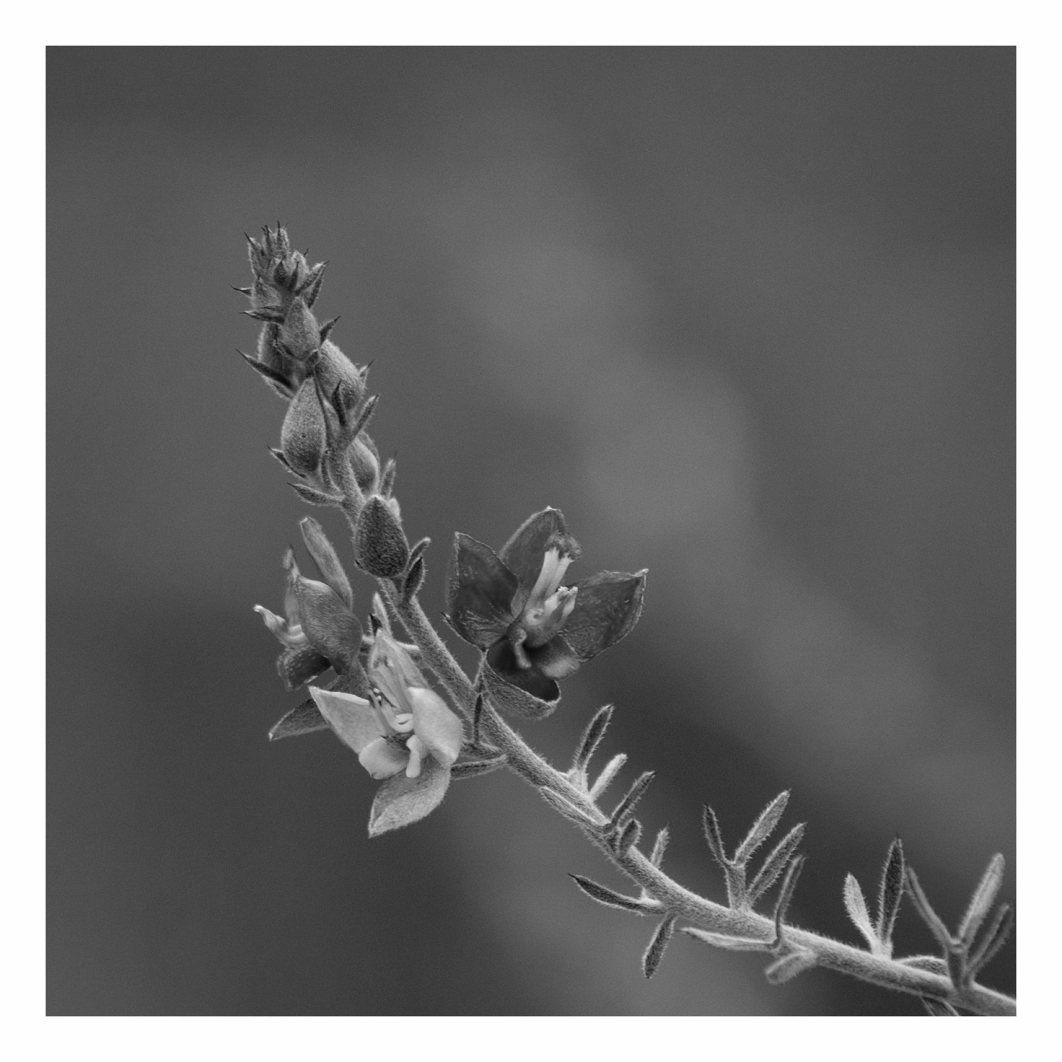 @DiegoJ-Naturaleza