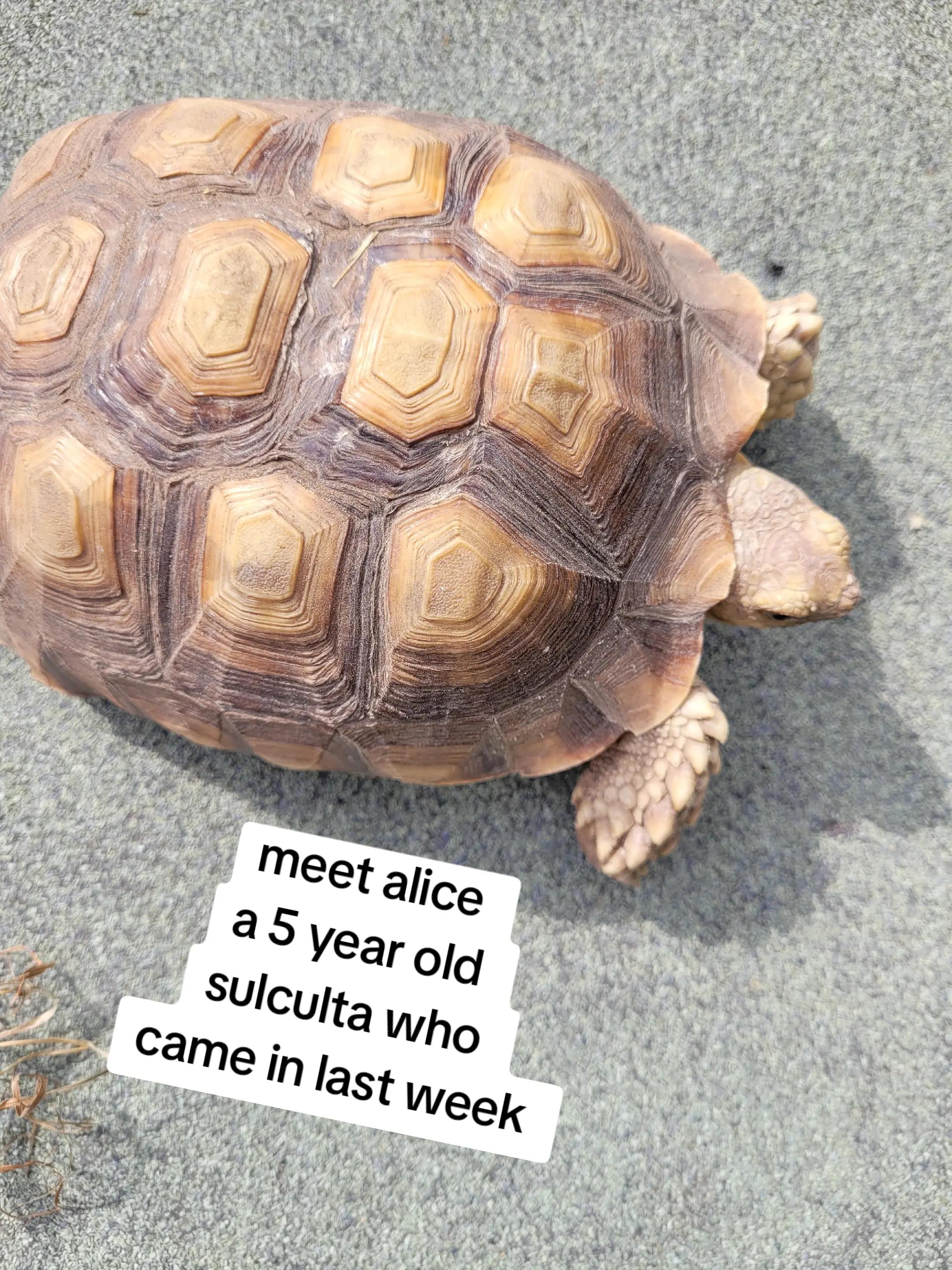 @essex tortoise group