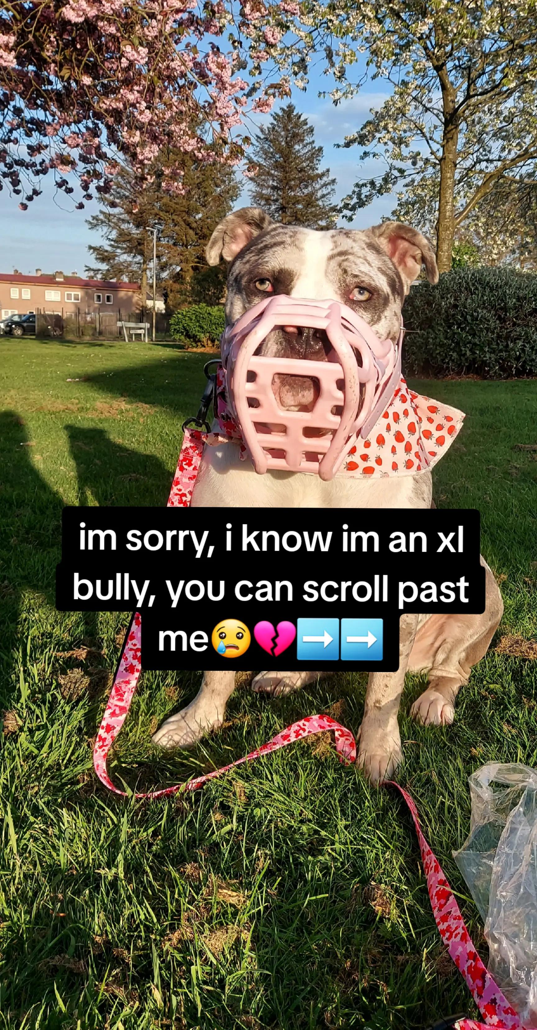 @kirsty+starlight the xl bully