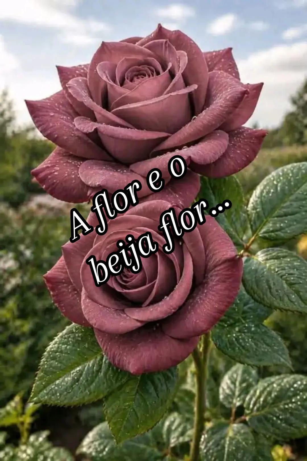 @CIDA GALV&Atilde;O A ABEN&Ccedil;OADA