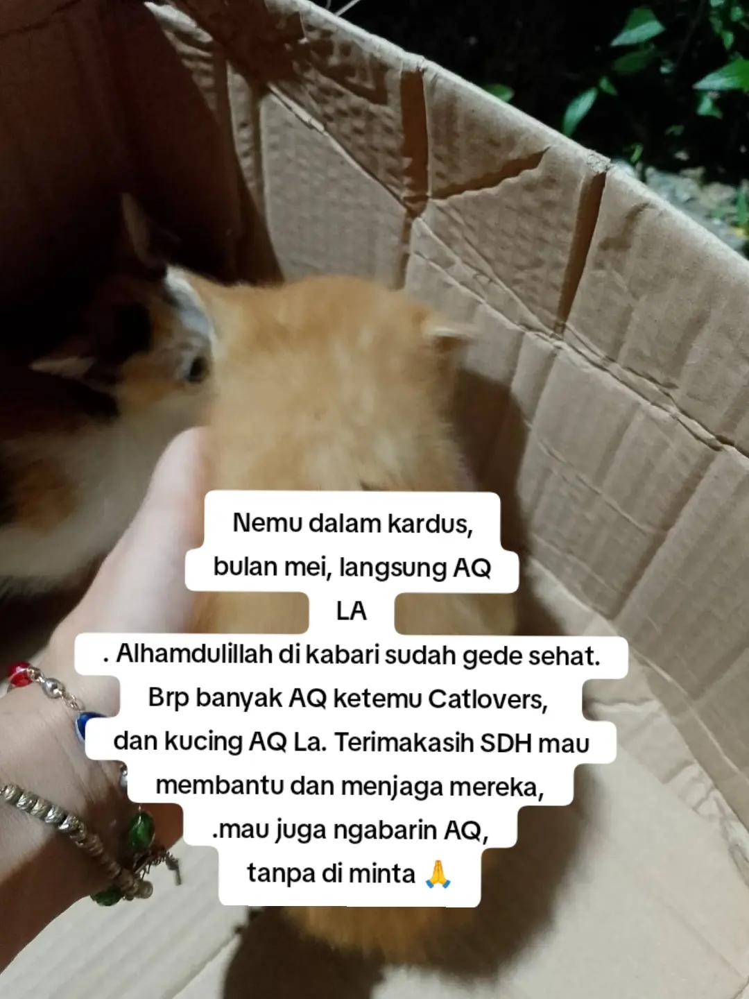 @🇮🇩Adek Gely😽❤️