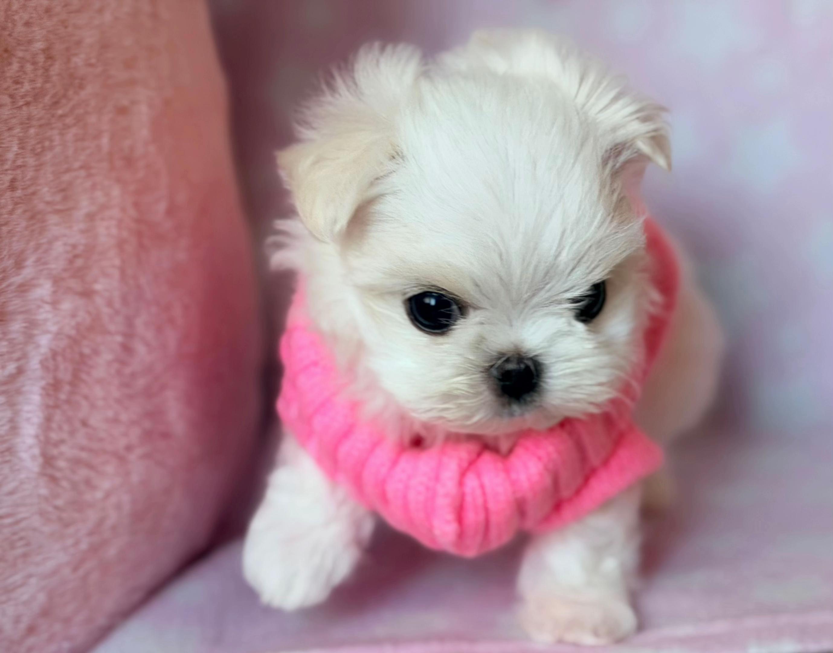 @Bambelina Maltese