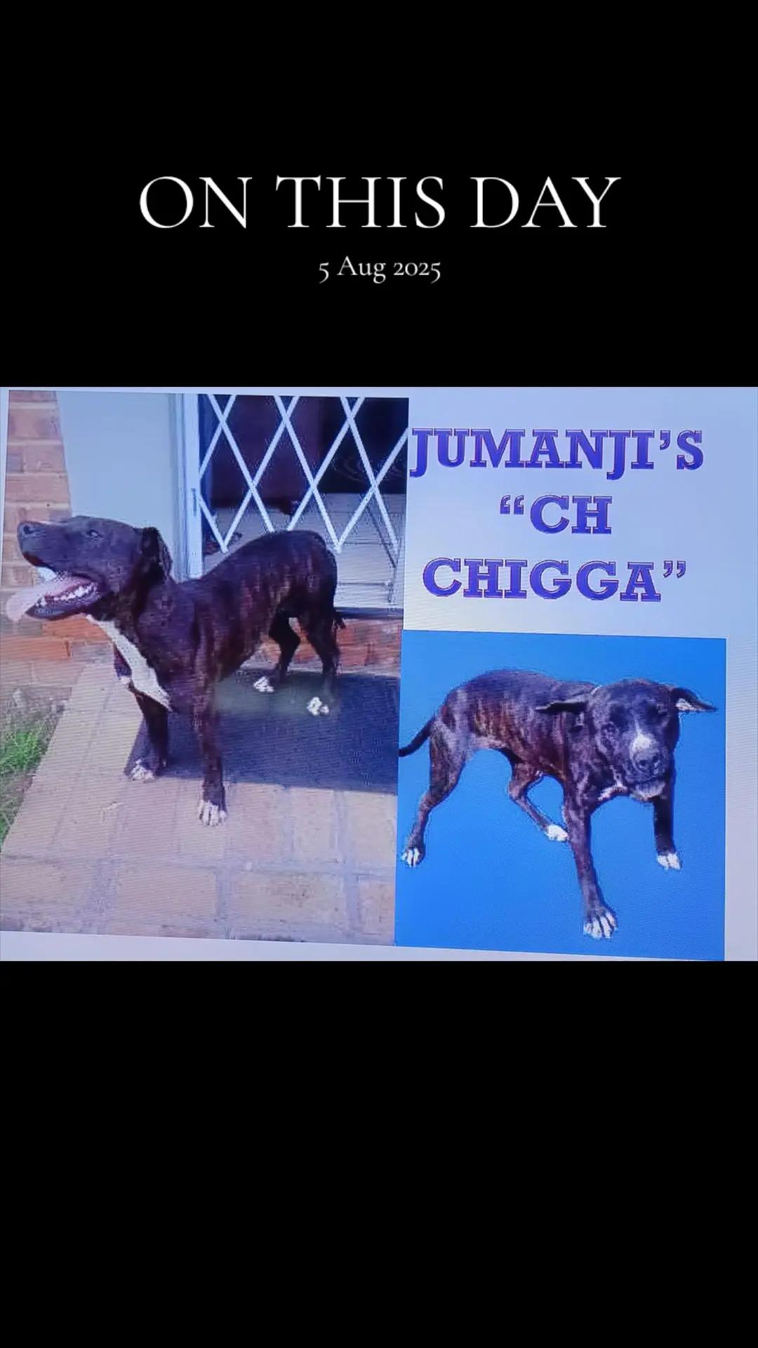 @SAAPBT_GAMEDOGS