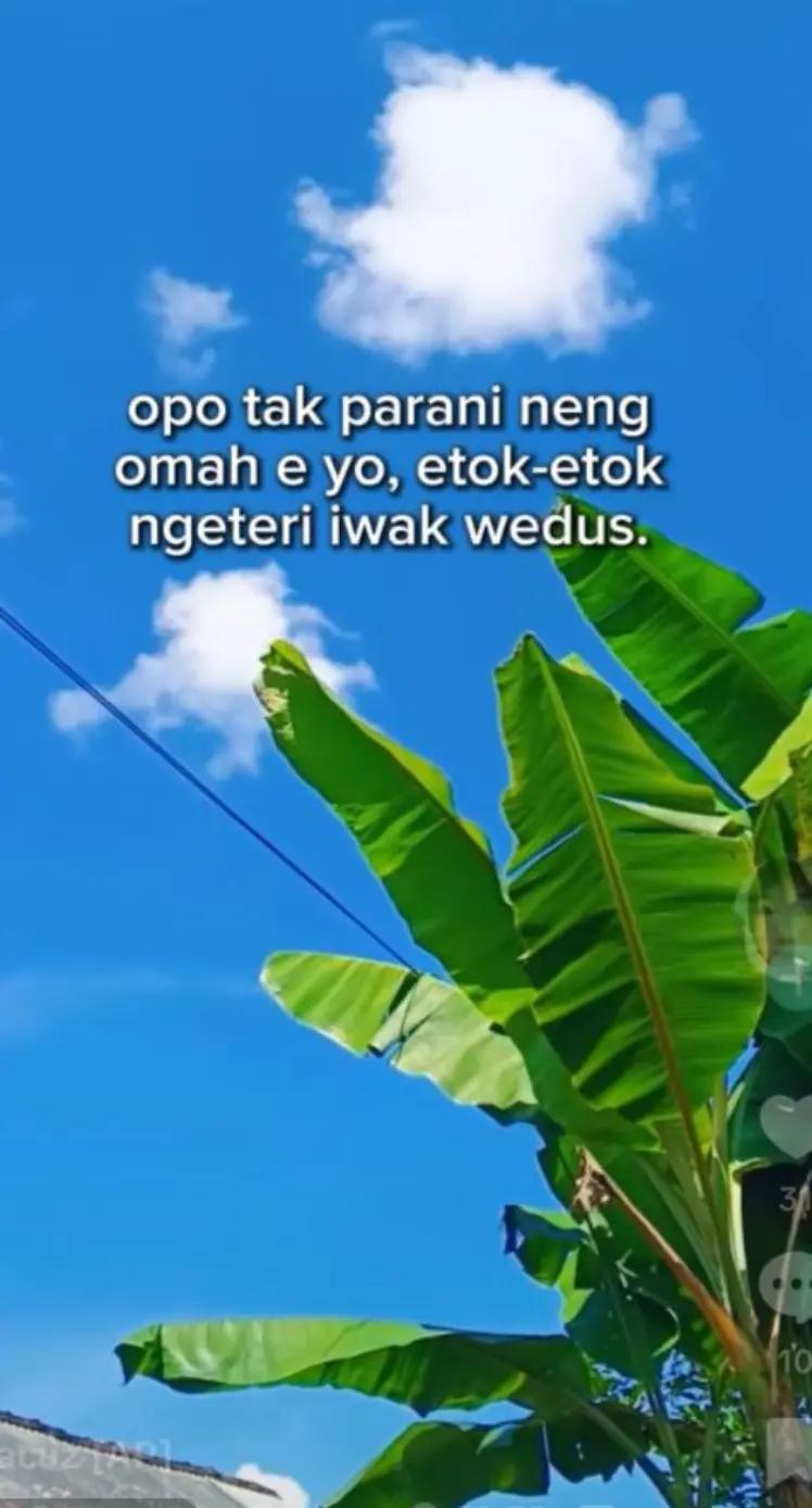 @tutiktutik015