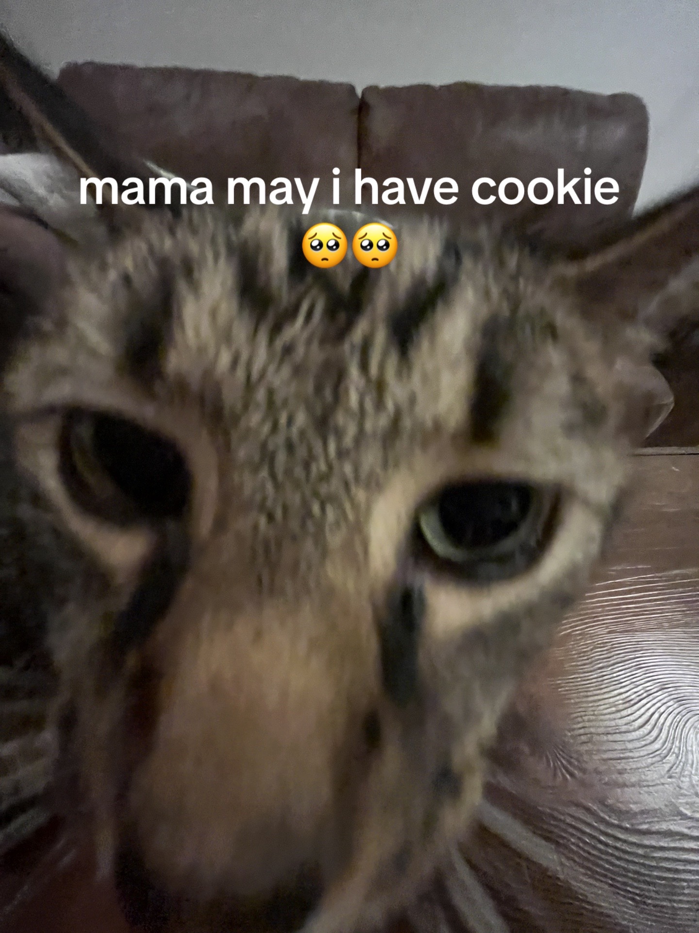 @haileynelan