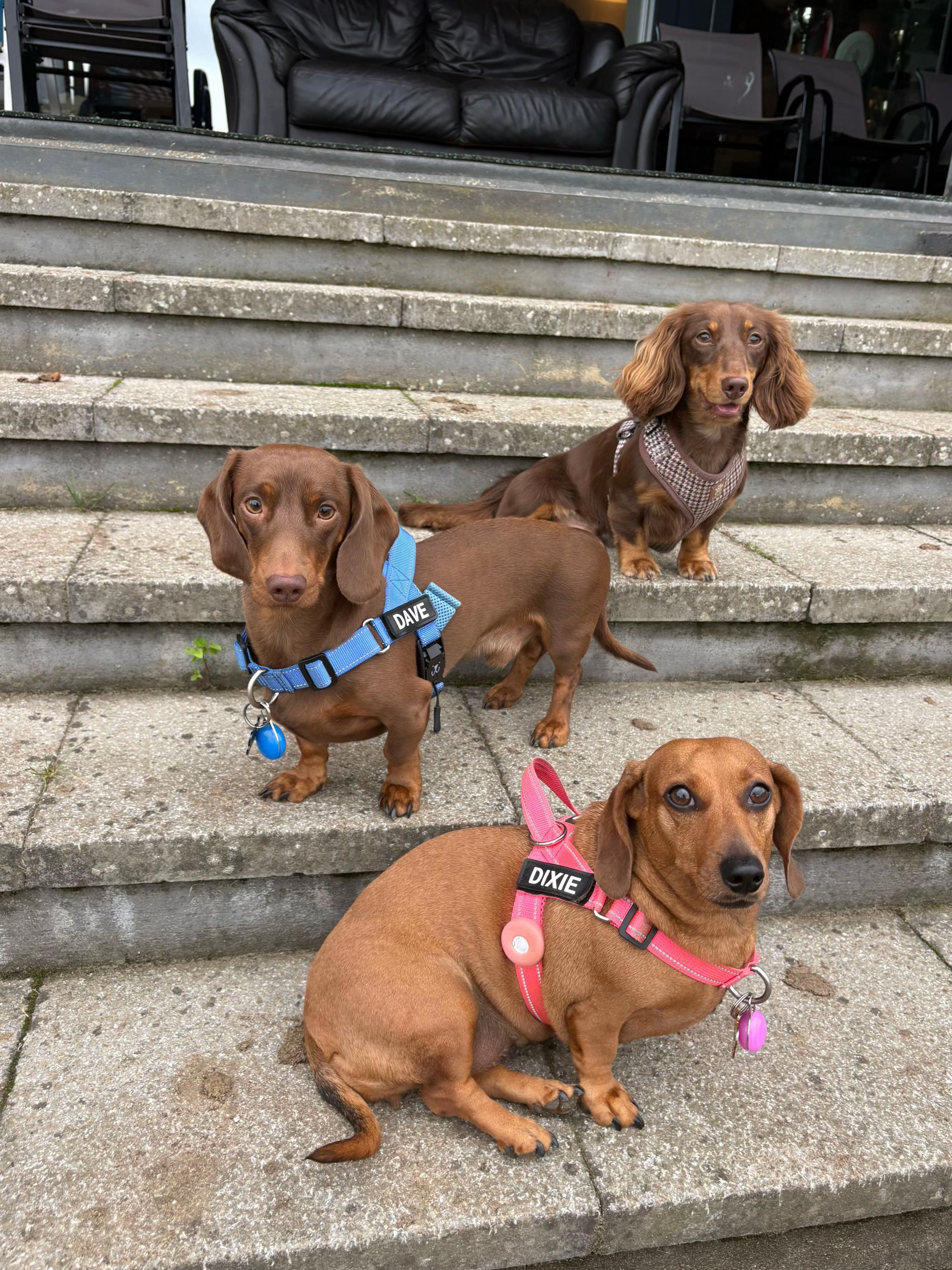 @tswoofwoof.co.uk