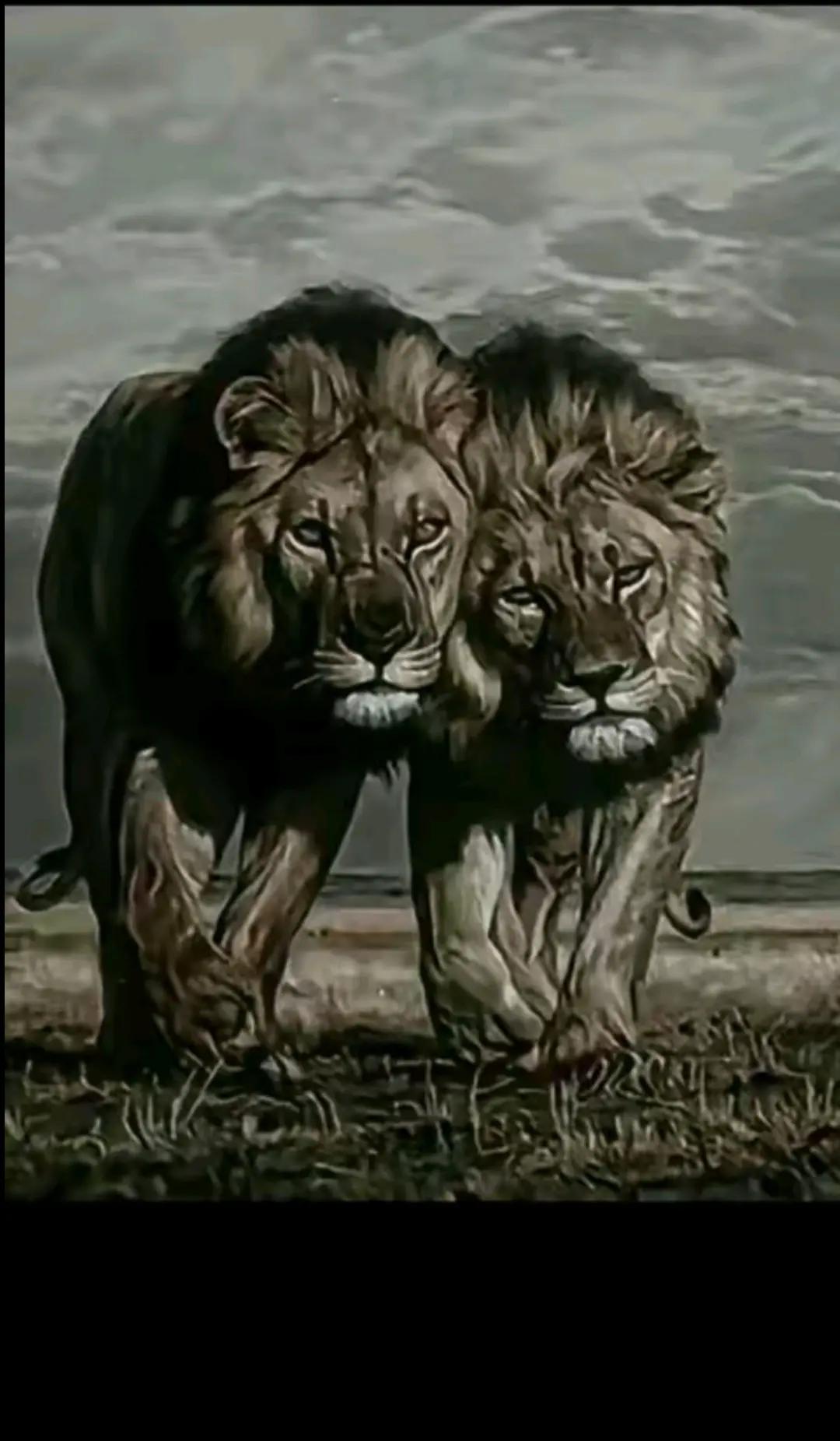 @yaserkanmarci🦁🧢