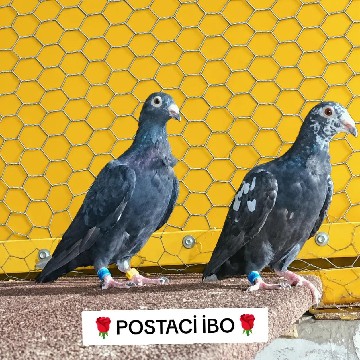 @🦜🦜POSTACI İBO TEKİN 🦜🦜