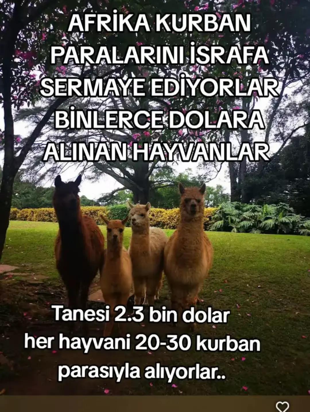 @ZEMİN AY DOGDU
