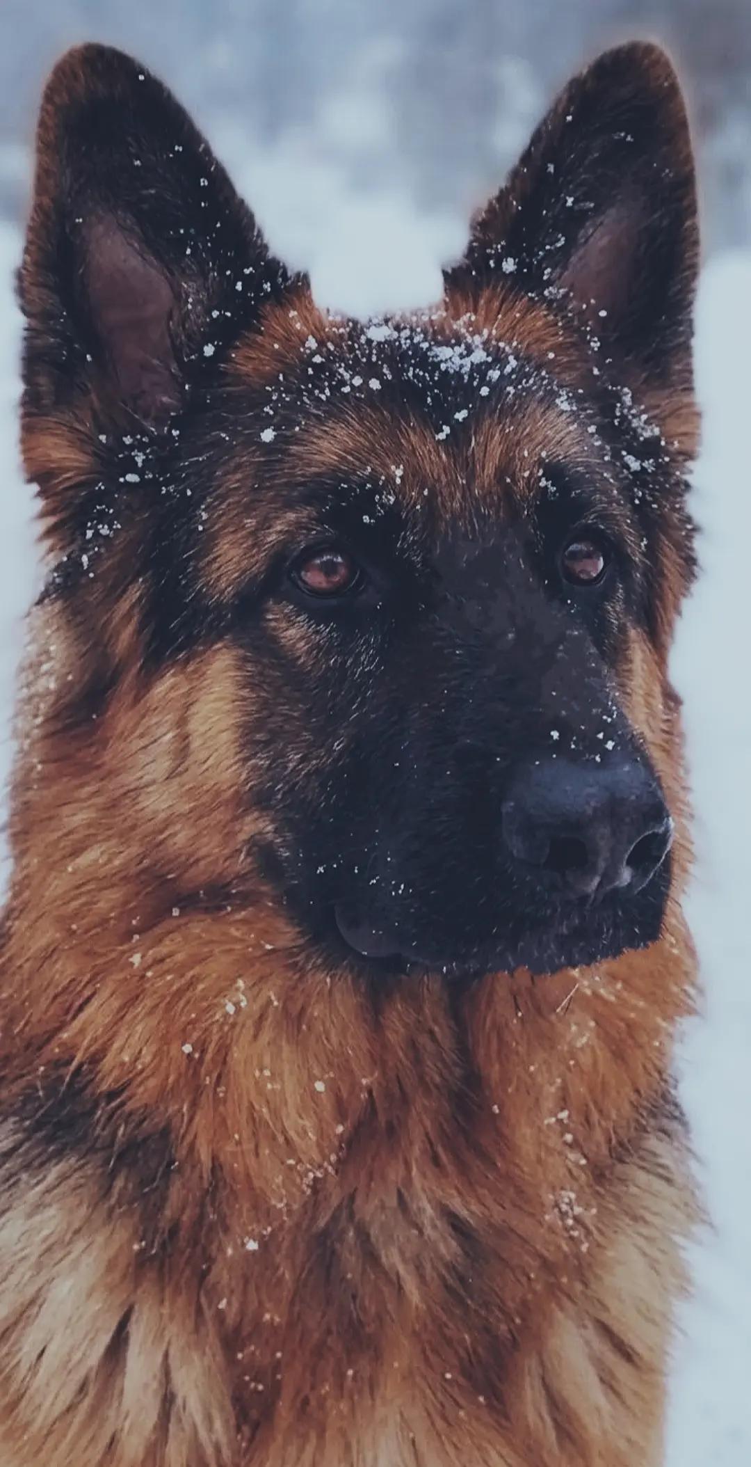 @Шериф и Джесси ❤️❤️❤️
