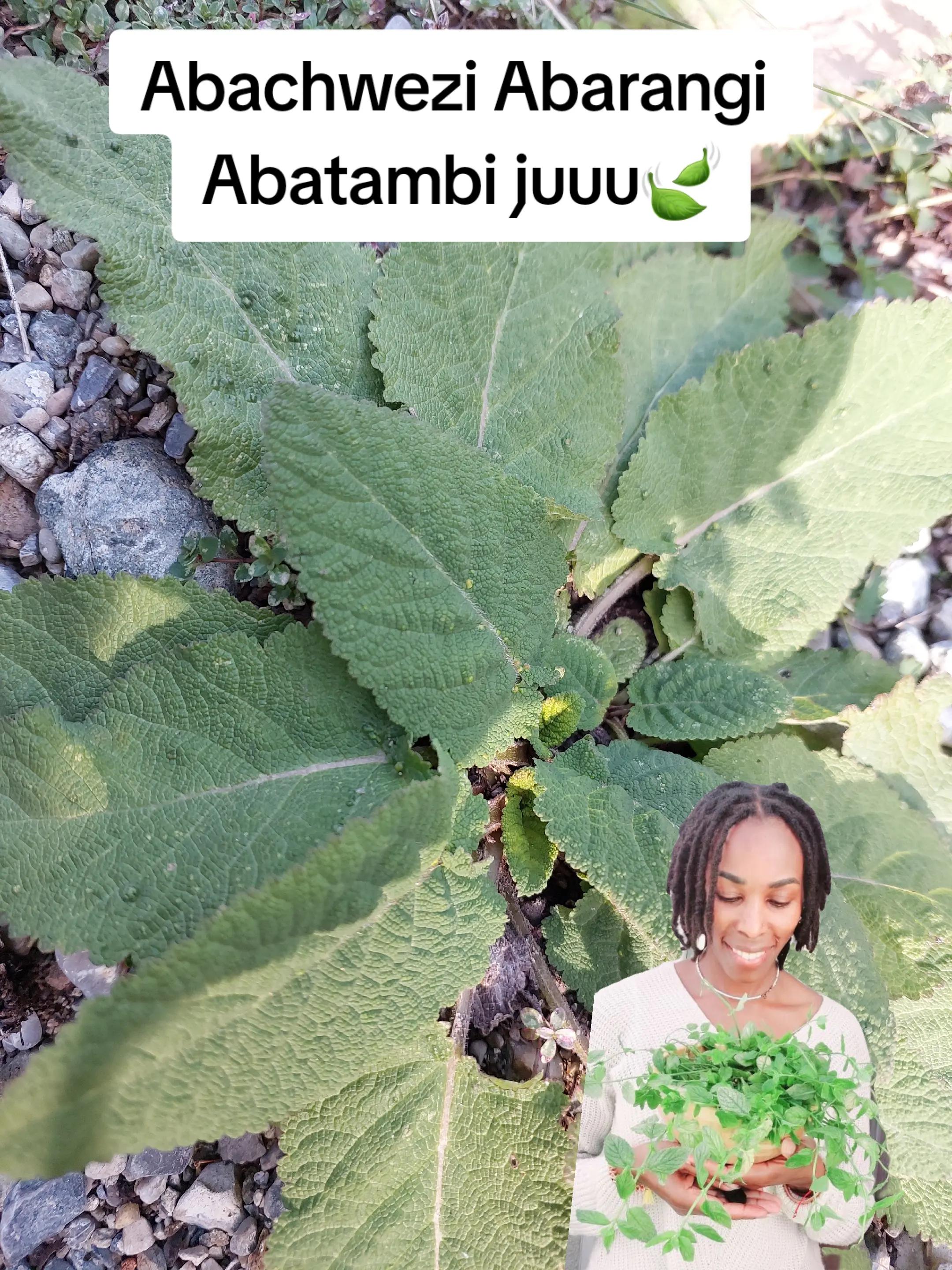 @Nalongo Nyamurungi 👑