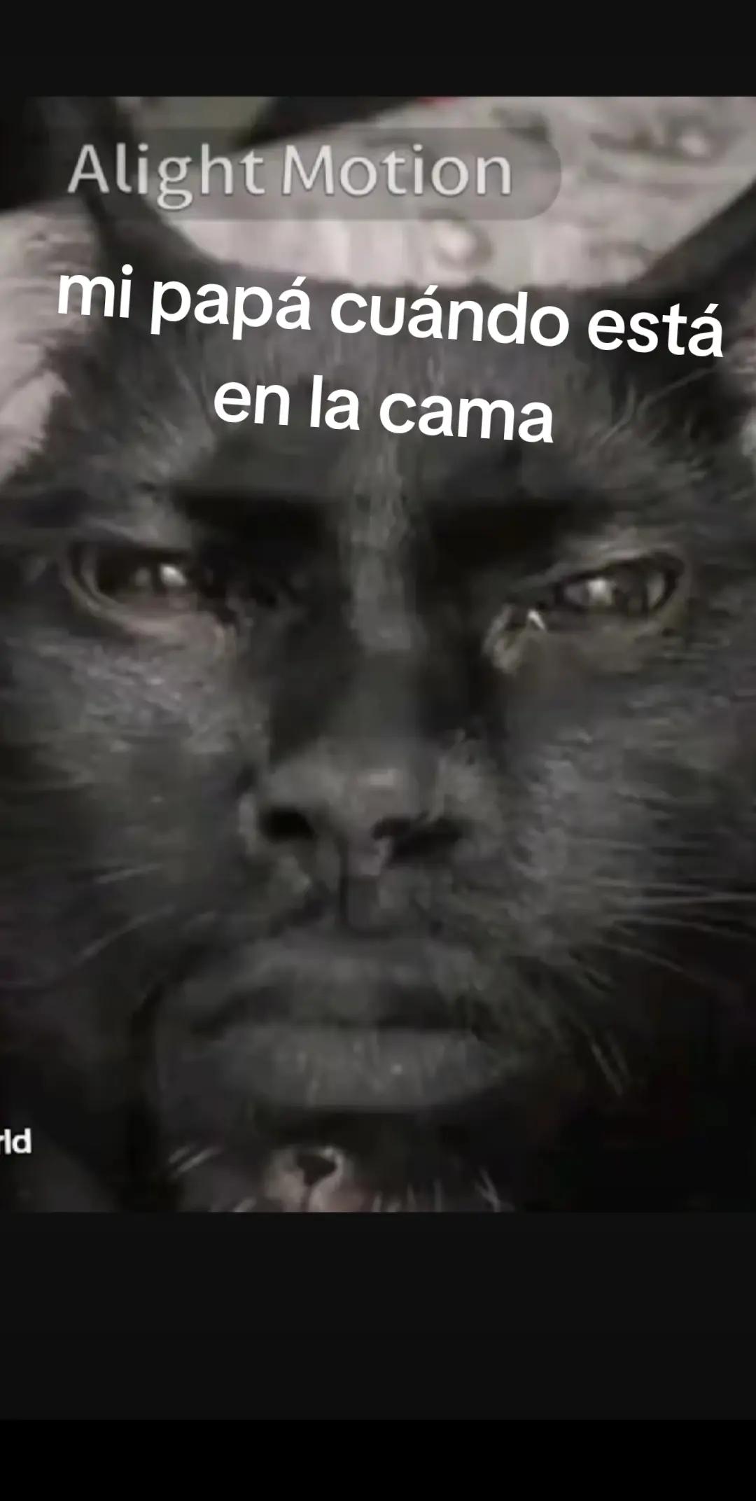 @🇦🇷meowl🇦🇷