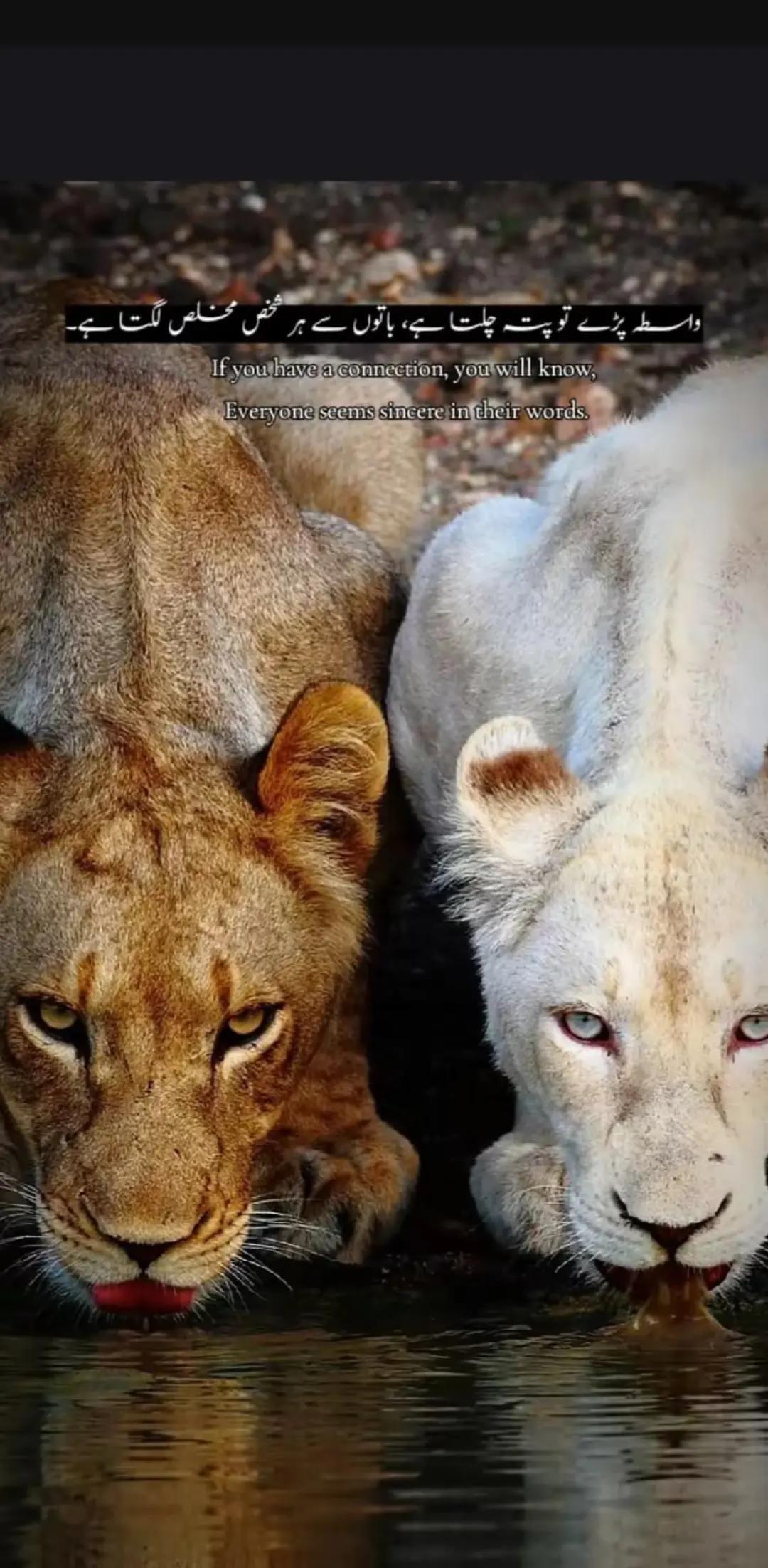 @𝘕𝘶𝘮𝘢𝘯 𝘒𝘩𝘢𝘯_🚩