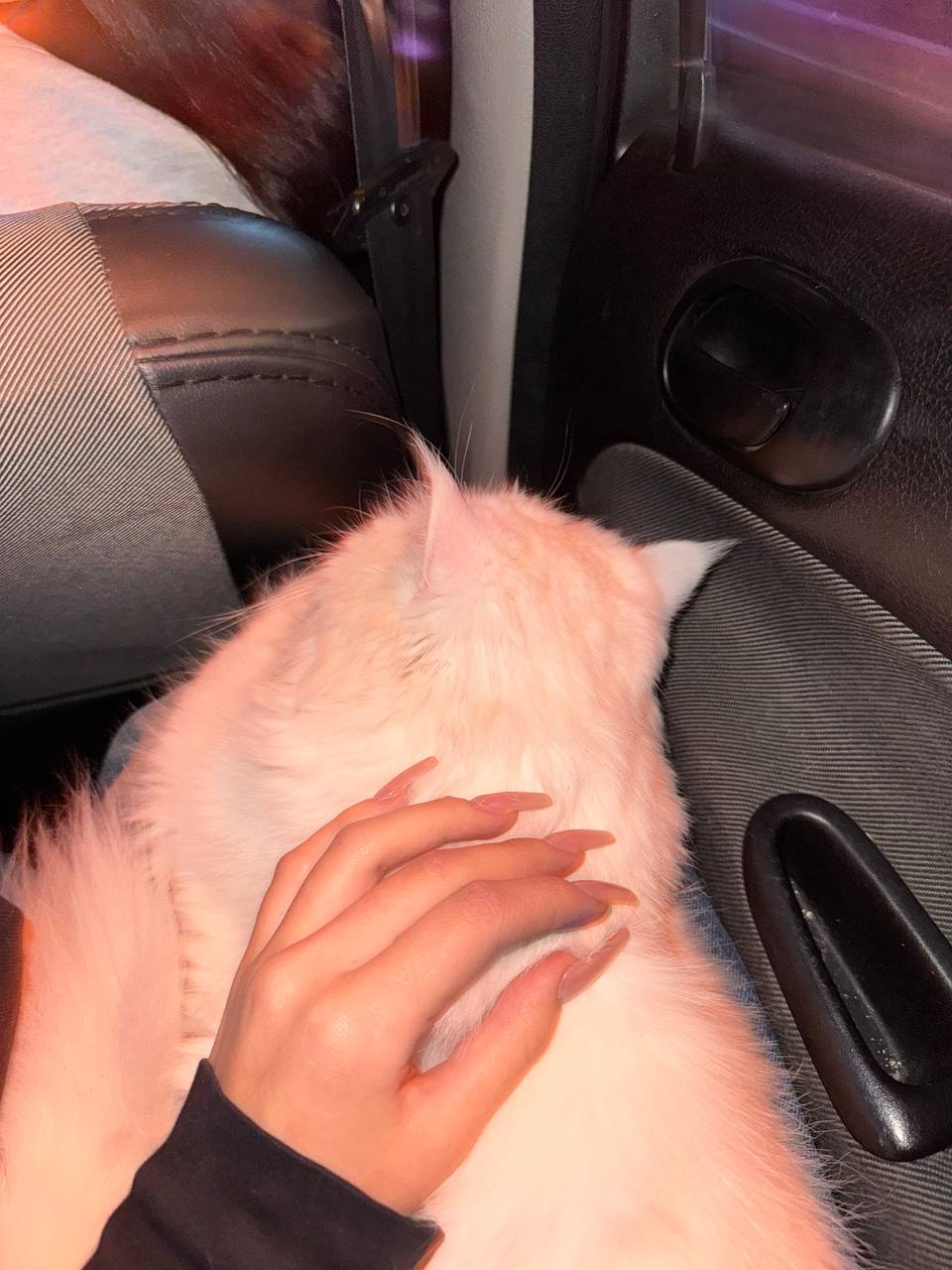 @setaesh._.wj