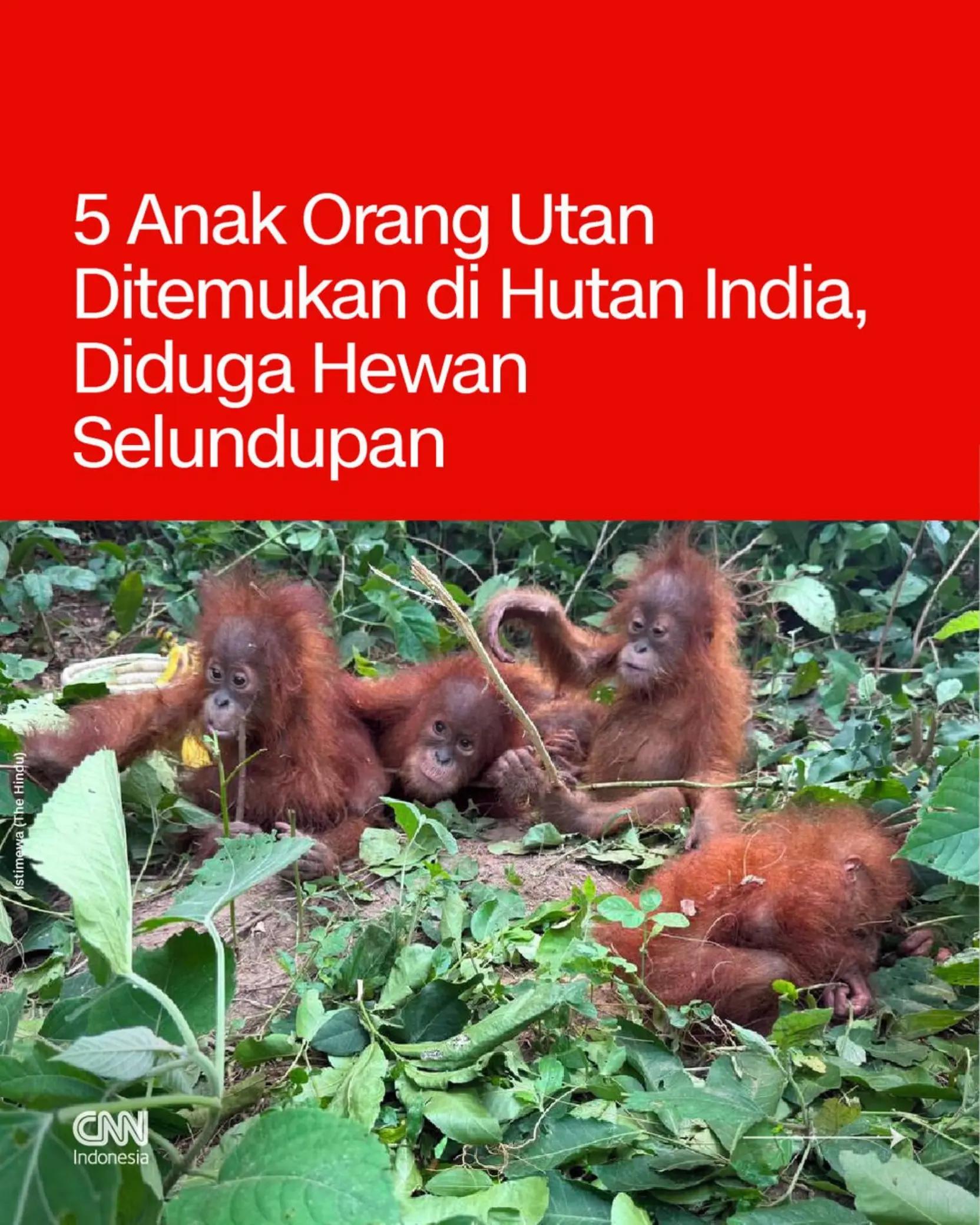 @CNN Indonesia
