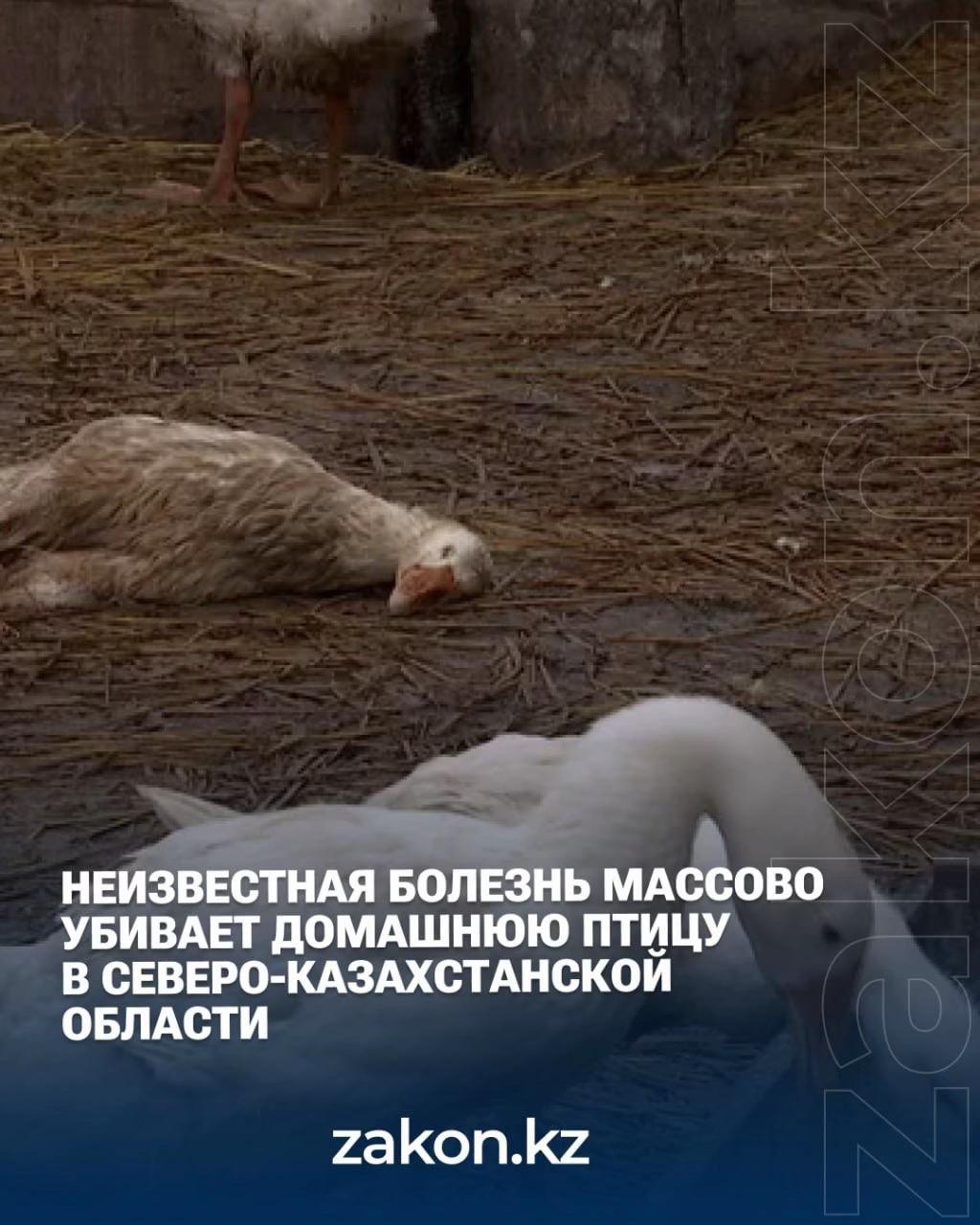 @zakon.kz ➡️ Новости Казахстана