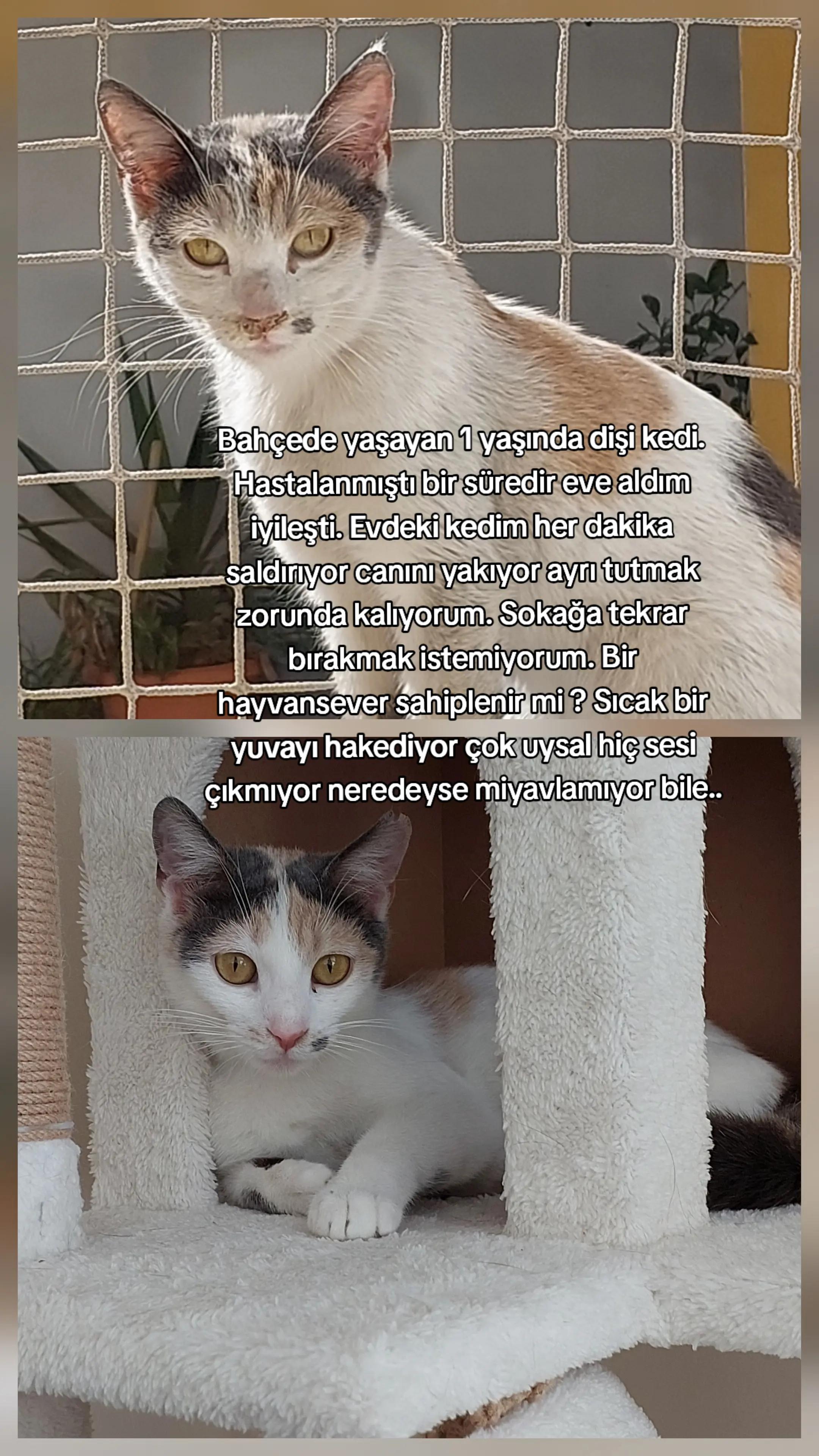 @GülsheN