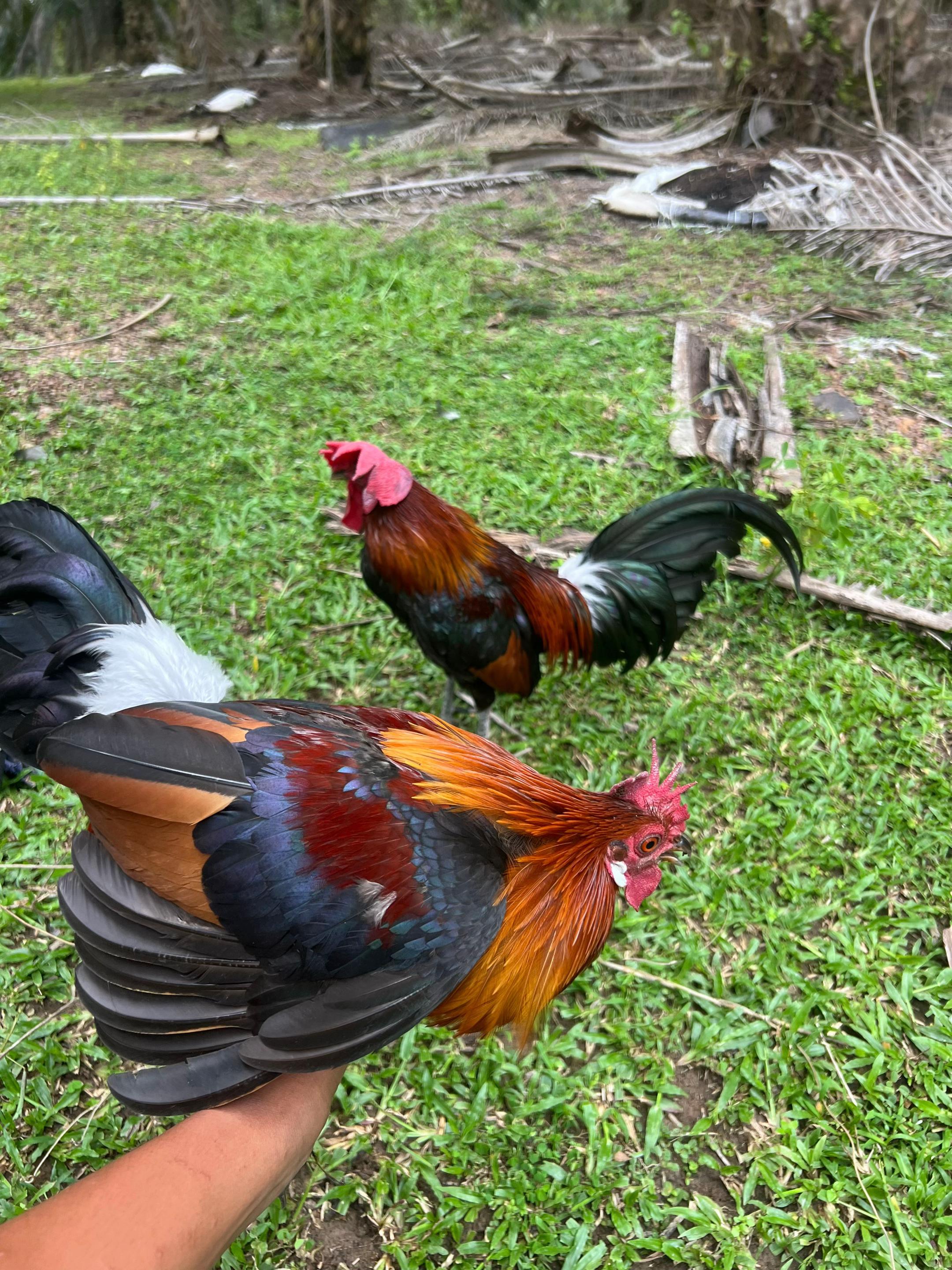 @Haziq farm