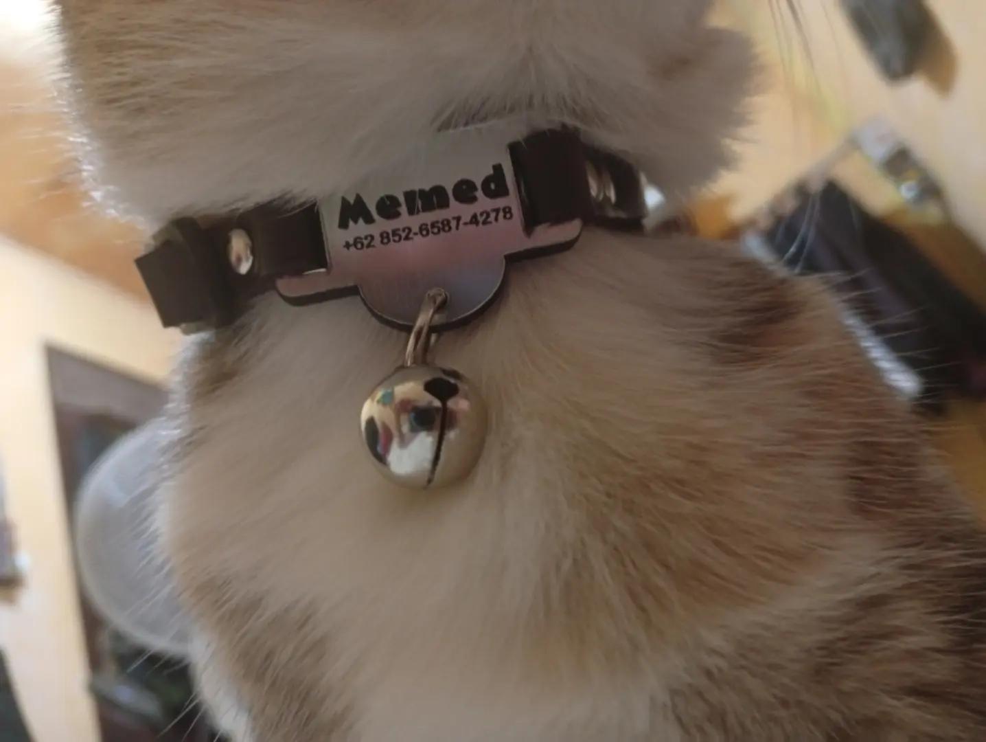 @Medayo Petcare
