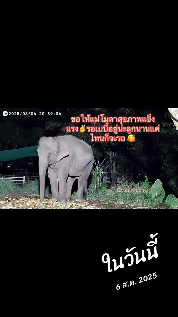 @Siriwan Setraksa(OIL)