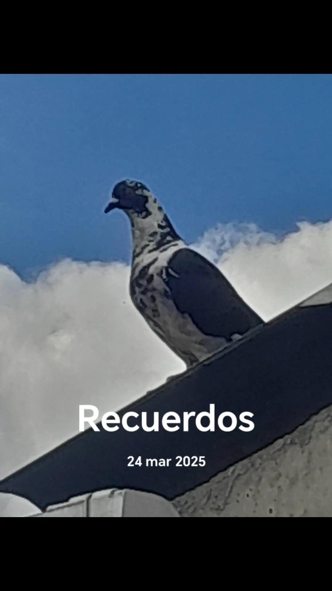 @CountryFredeColombia
