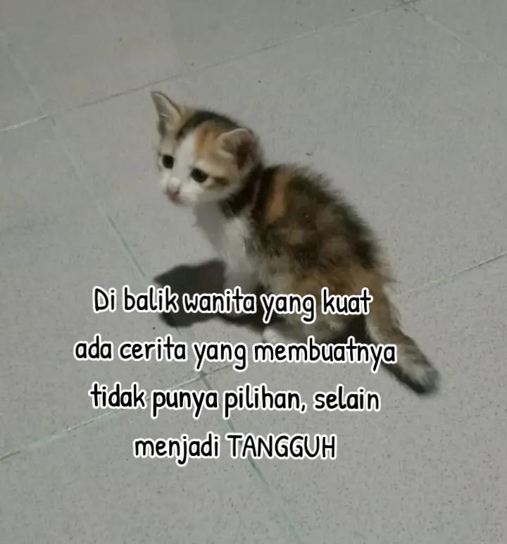 @Kurniacahaya