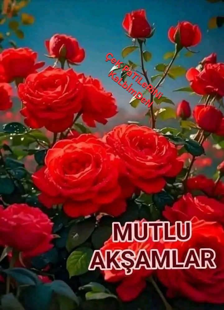 @güvenlik amiri Sami