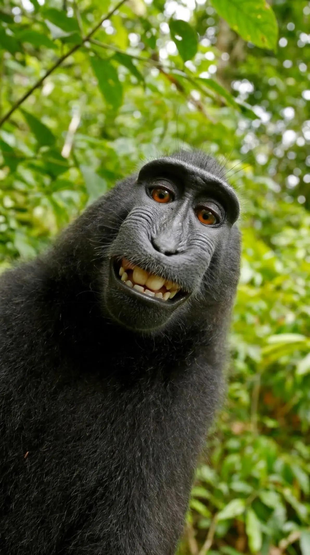 @๐๐แฐแ chimpanzee๐๐๐ท๐
พ