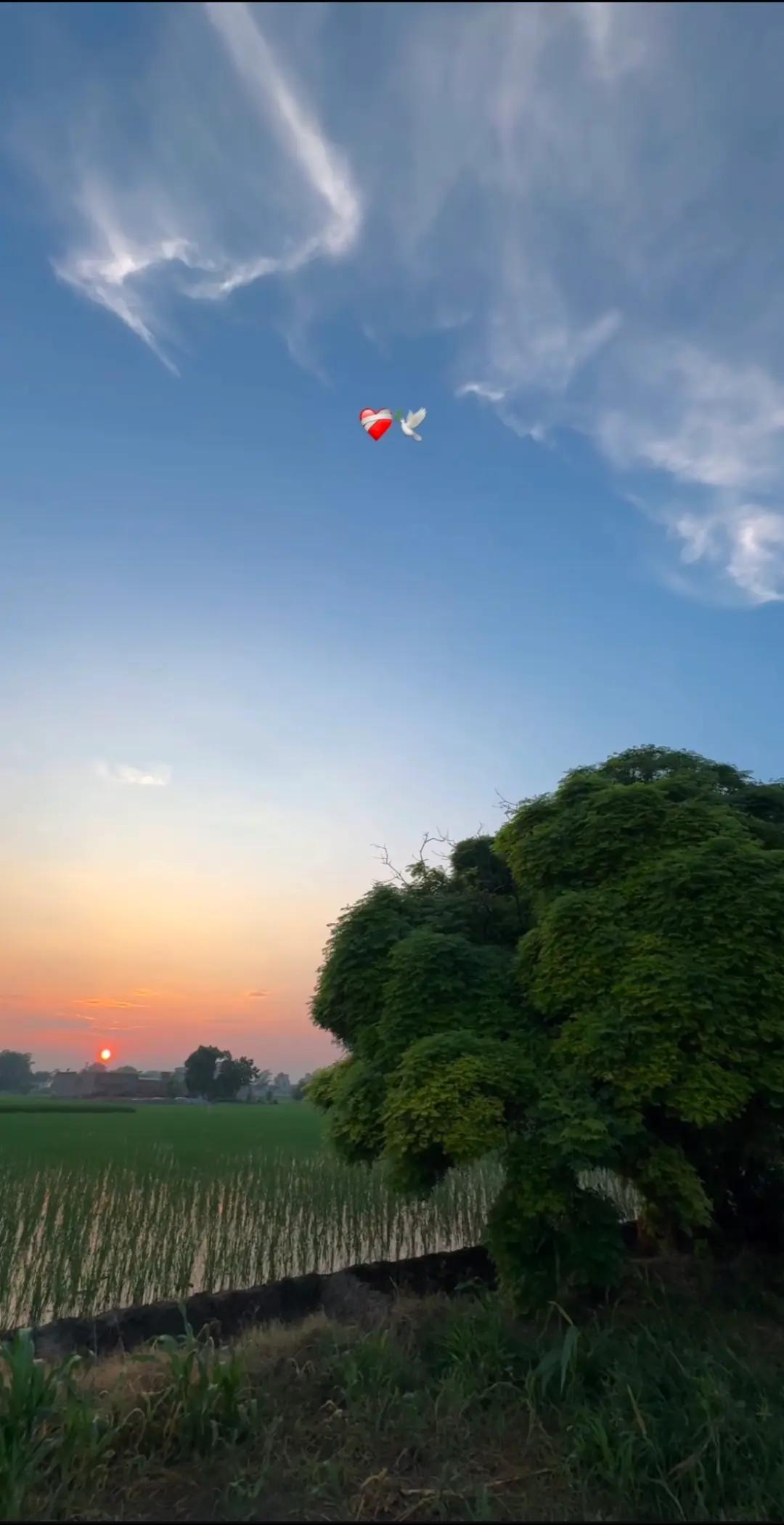 @ch 🕊