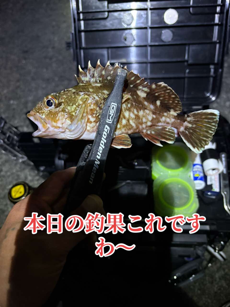 @࿗༺ 𝓚𝓪𝓽𝓾𝔂𝓪  ༻࿘