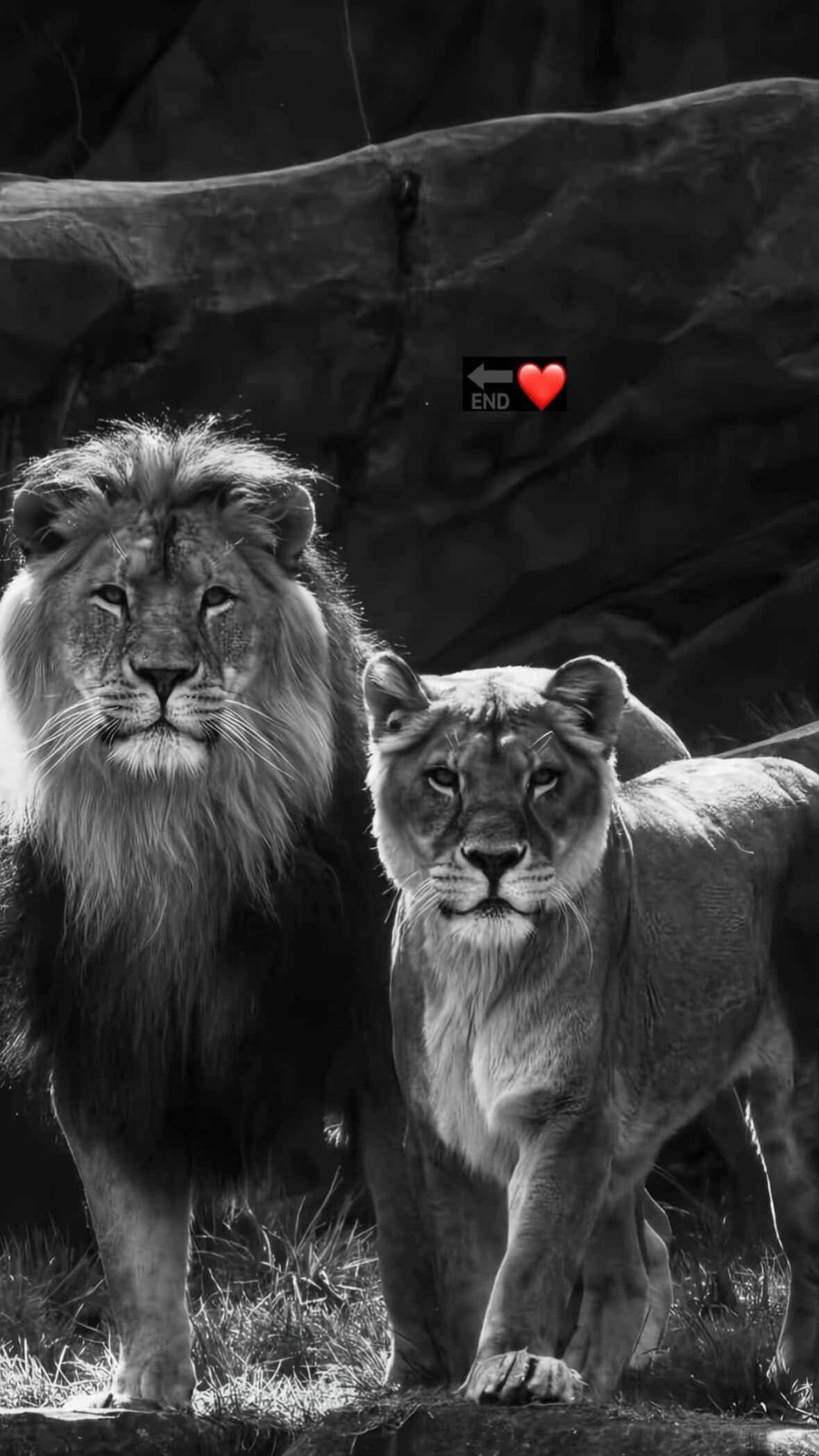 @أحمد الشرع | 68 🇱🇾 ⚜️Ahmed