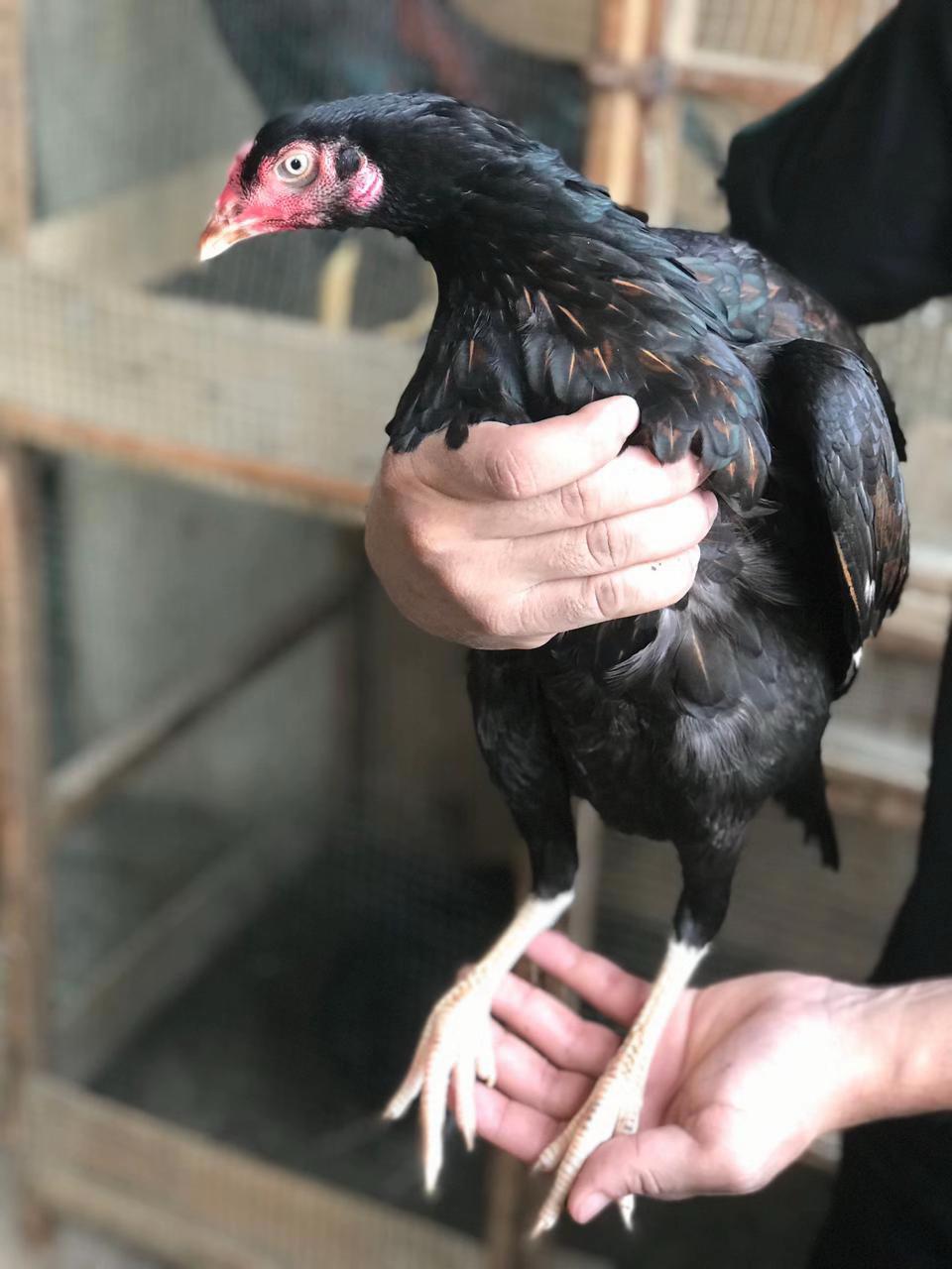@AR Birds