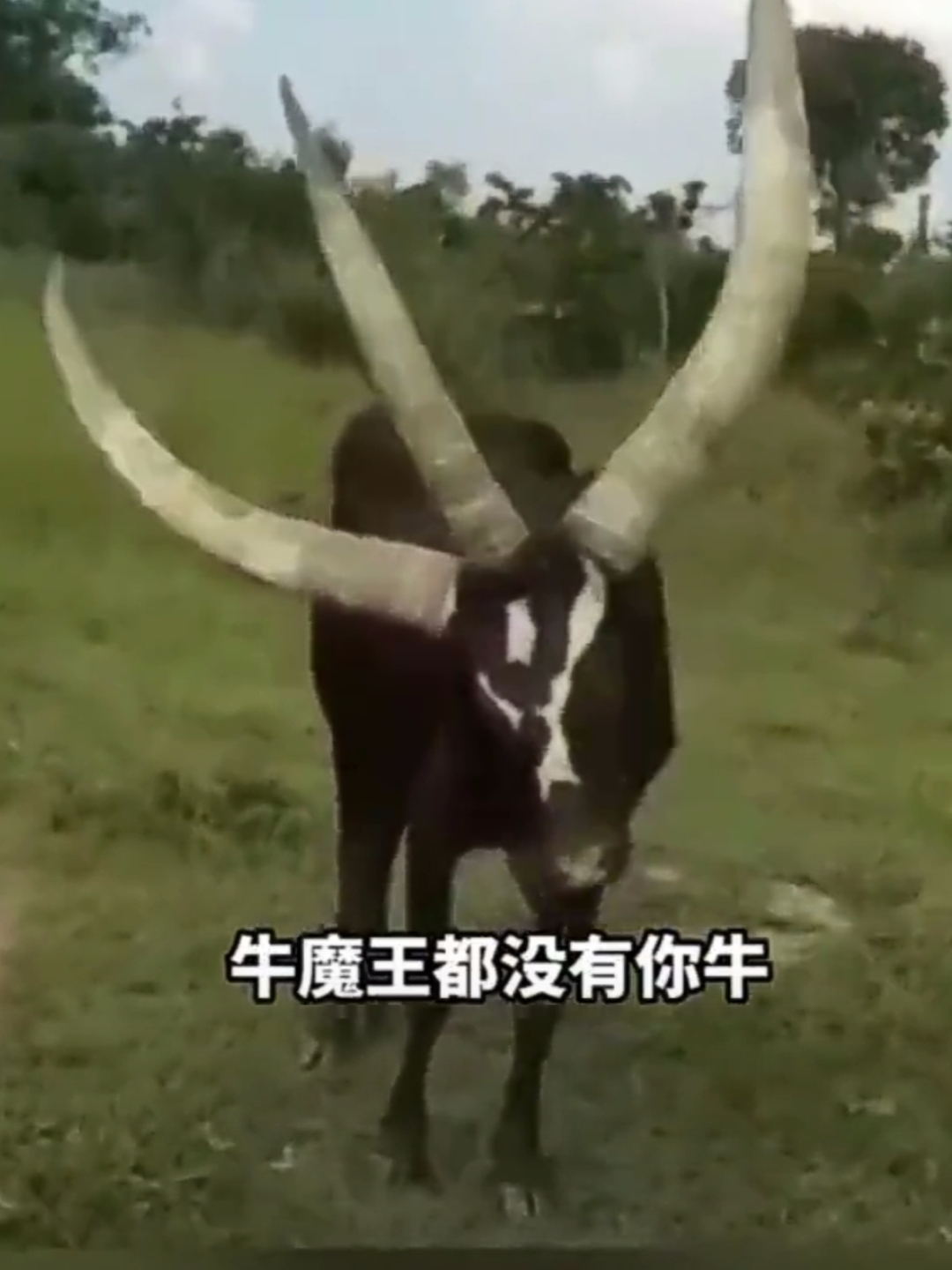 @jane-zhang