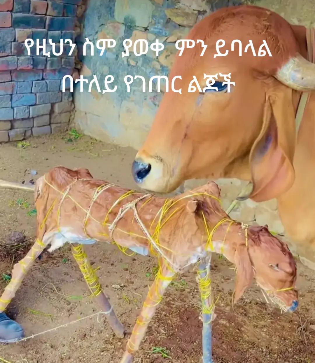 @tsigereda  የማርያም ልጅ