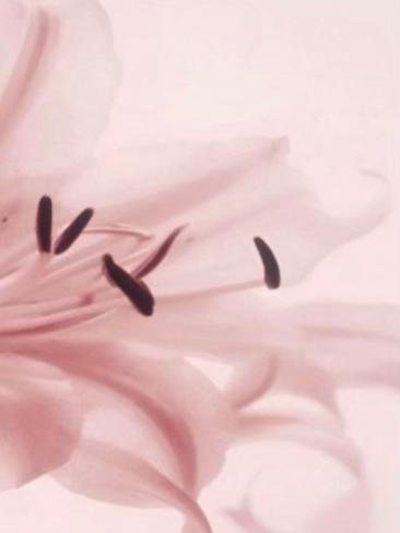 @᯽𓂃 ⊹𓍢ִ໋