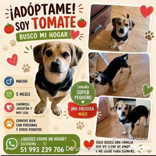 @Perritos Voladores