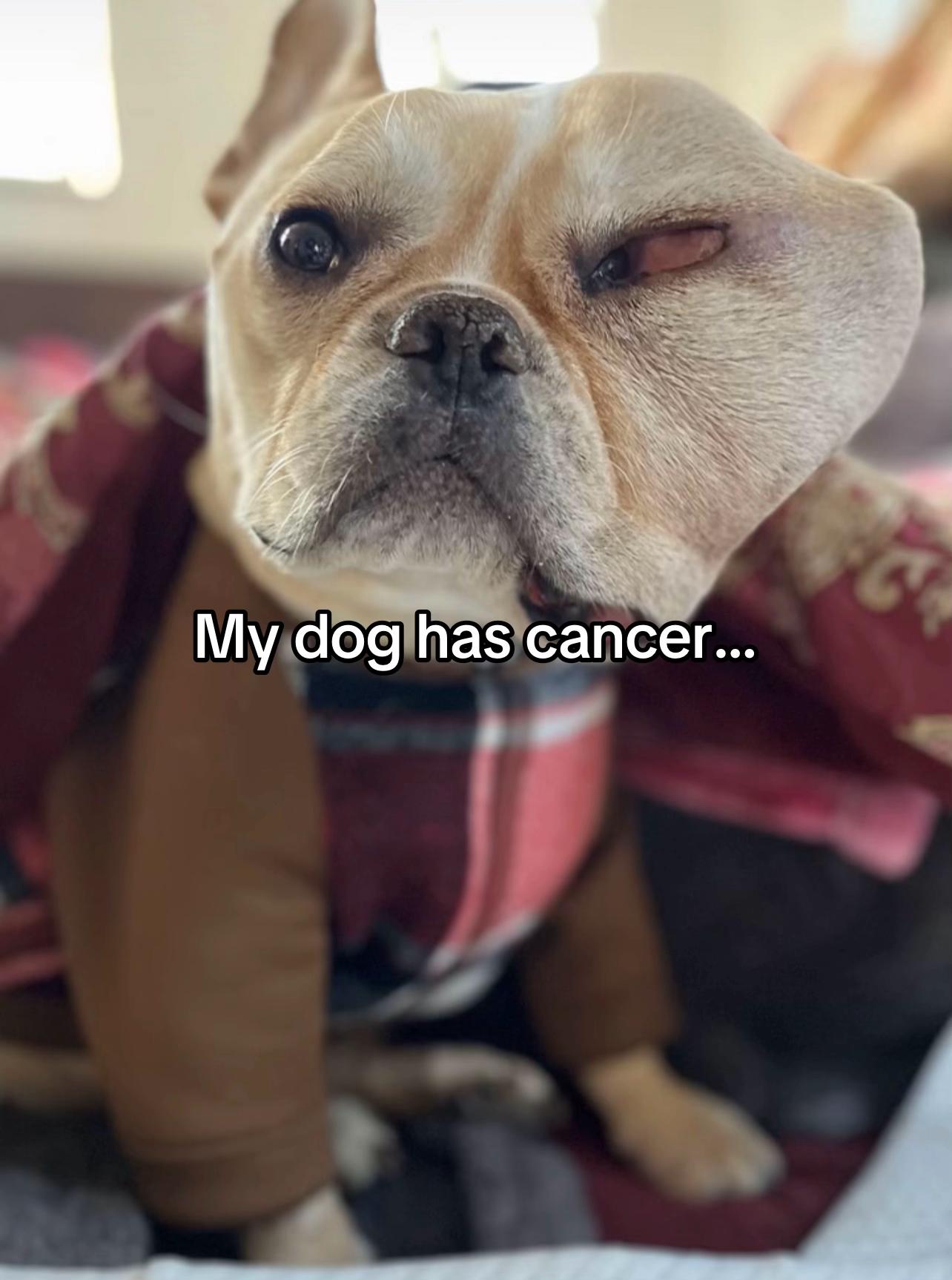 @Surgery for Lucy0