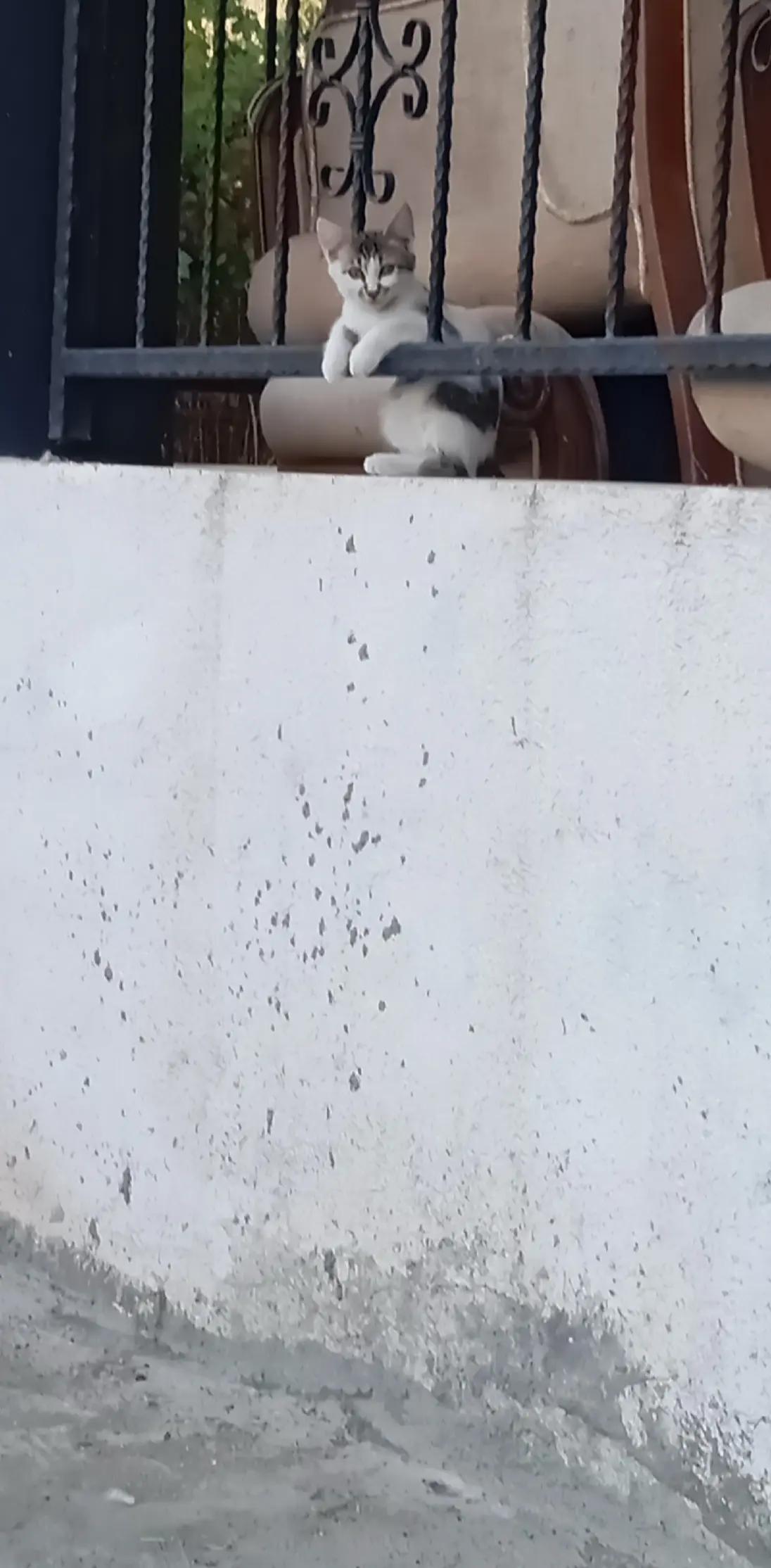 @elfidamm